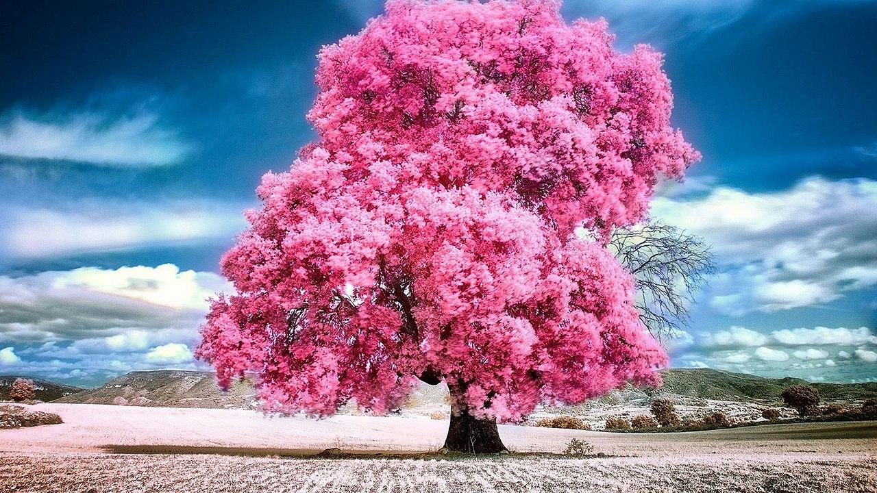 1280x720 1121098 Pink Nature Wallpaper 1920x1080