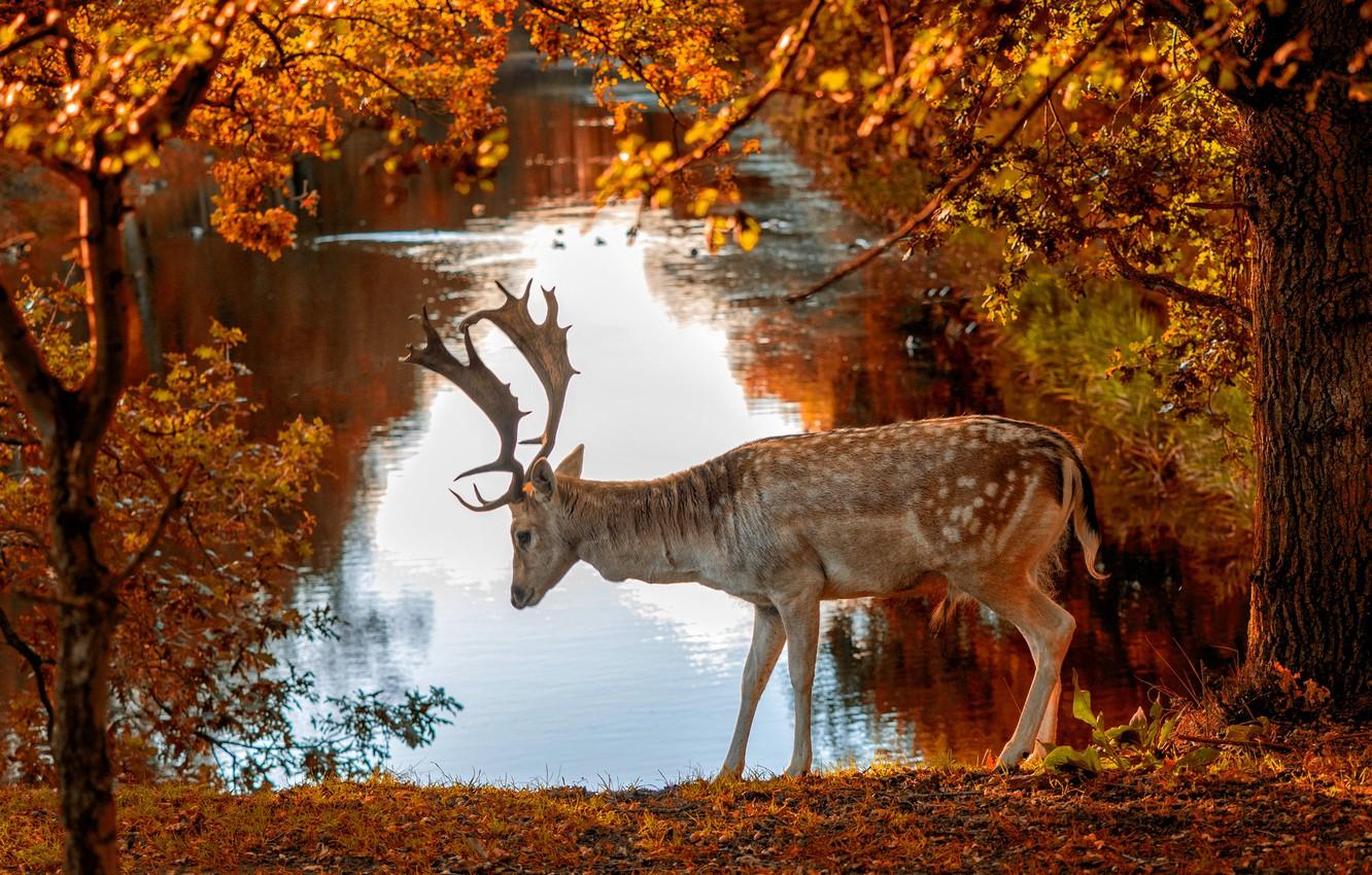 1332x850 Wallpaper autumn, trees, nature, the city, pond, Park, animal, deer, Amsterdam, Netherlands, Holland image for desktop, section животные