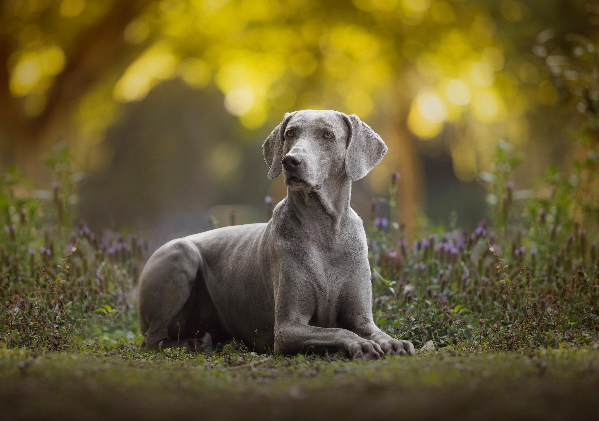 2048x1441 Weimaraner HD Wallpaper