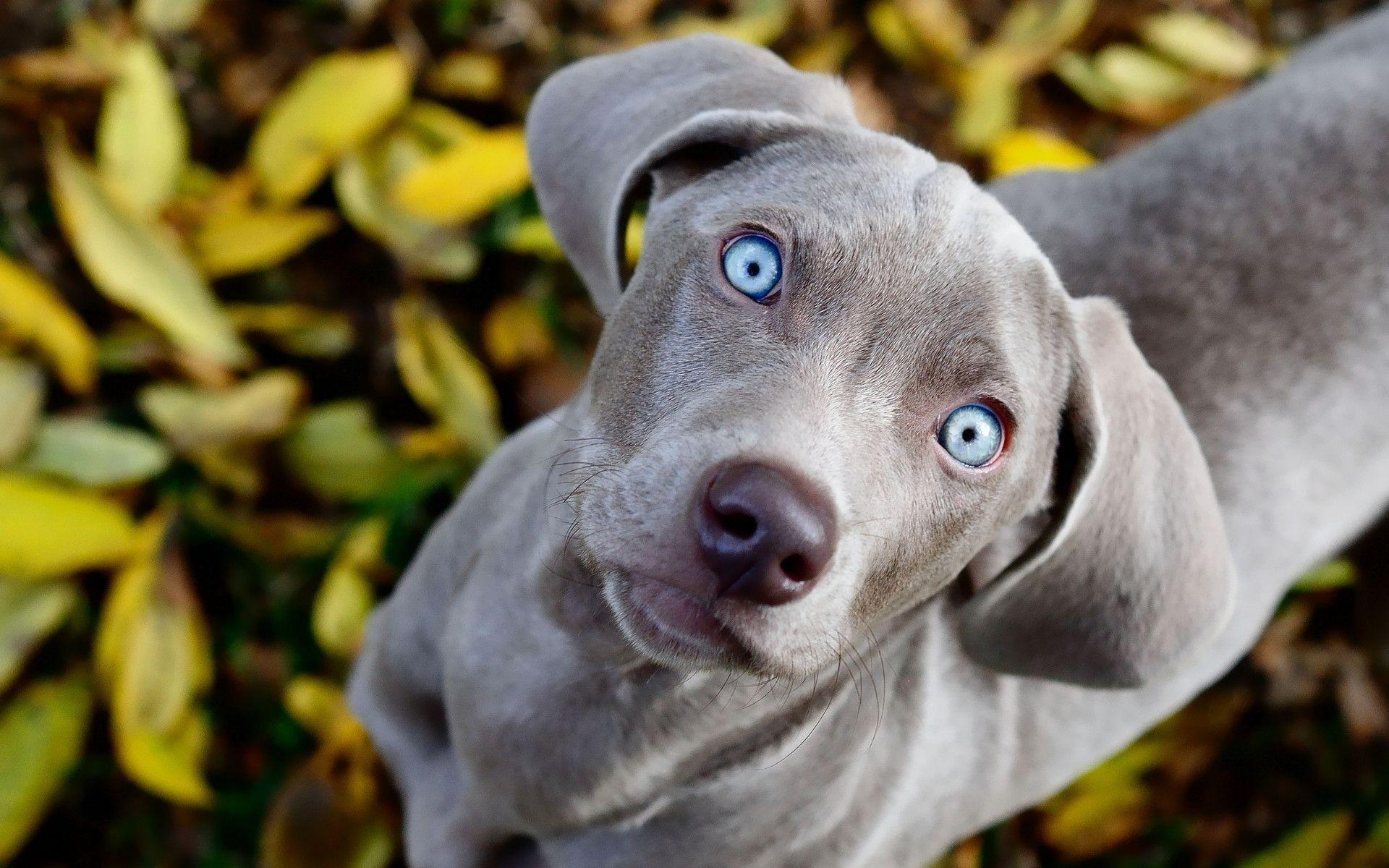 1920x1200 Weimaraner Wallpaper