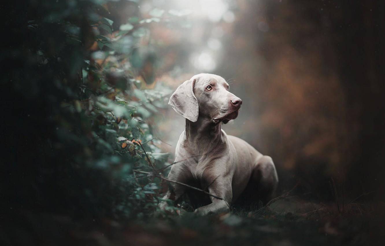 Weimaraner Wallpapers - Top Free Weimaraner Backgrounds - WallpaperAccess