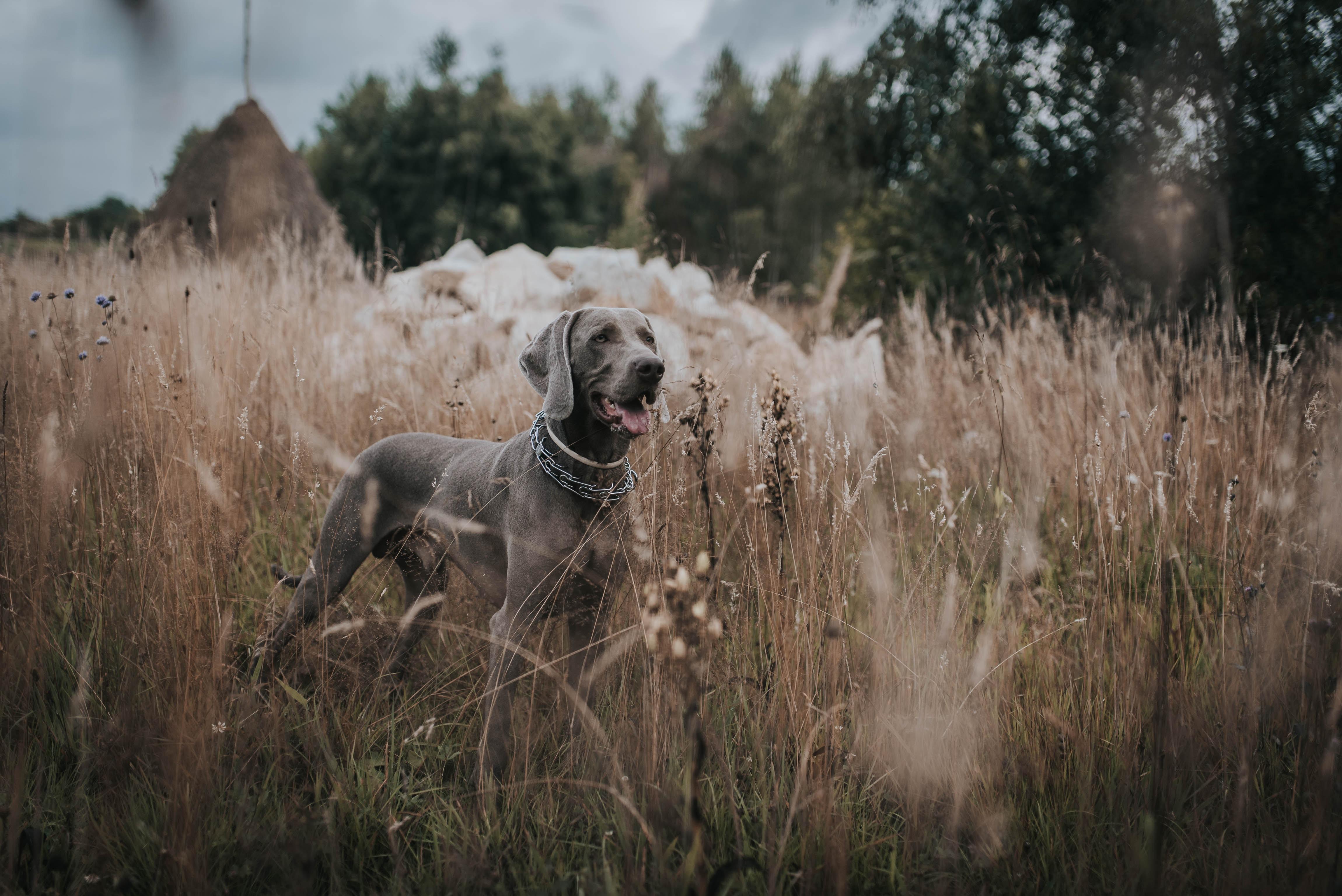 4600x3071 Weimaraner wallpaper for desktop, download free Weimaraner picture and background for PC