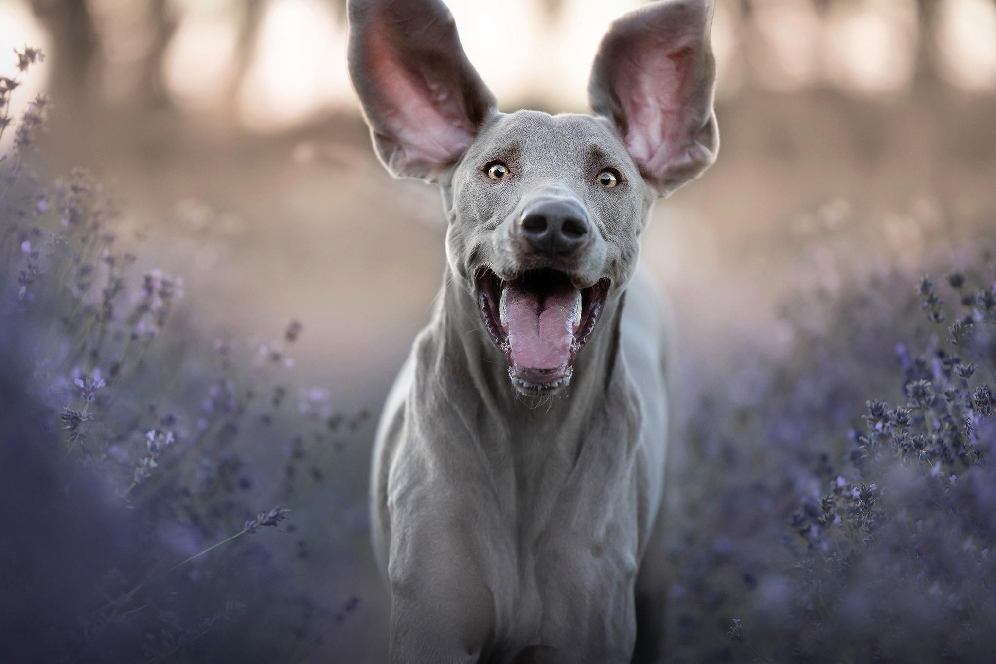 2048x1365 Weimaraner HD Gallery HD Wallpaper