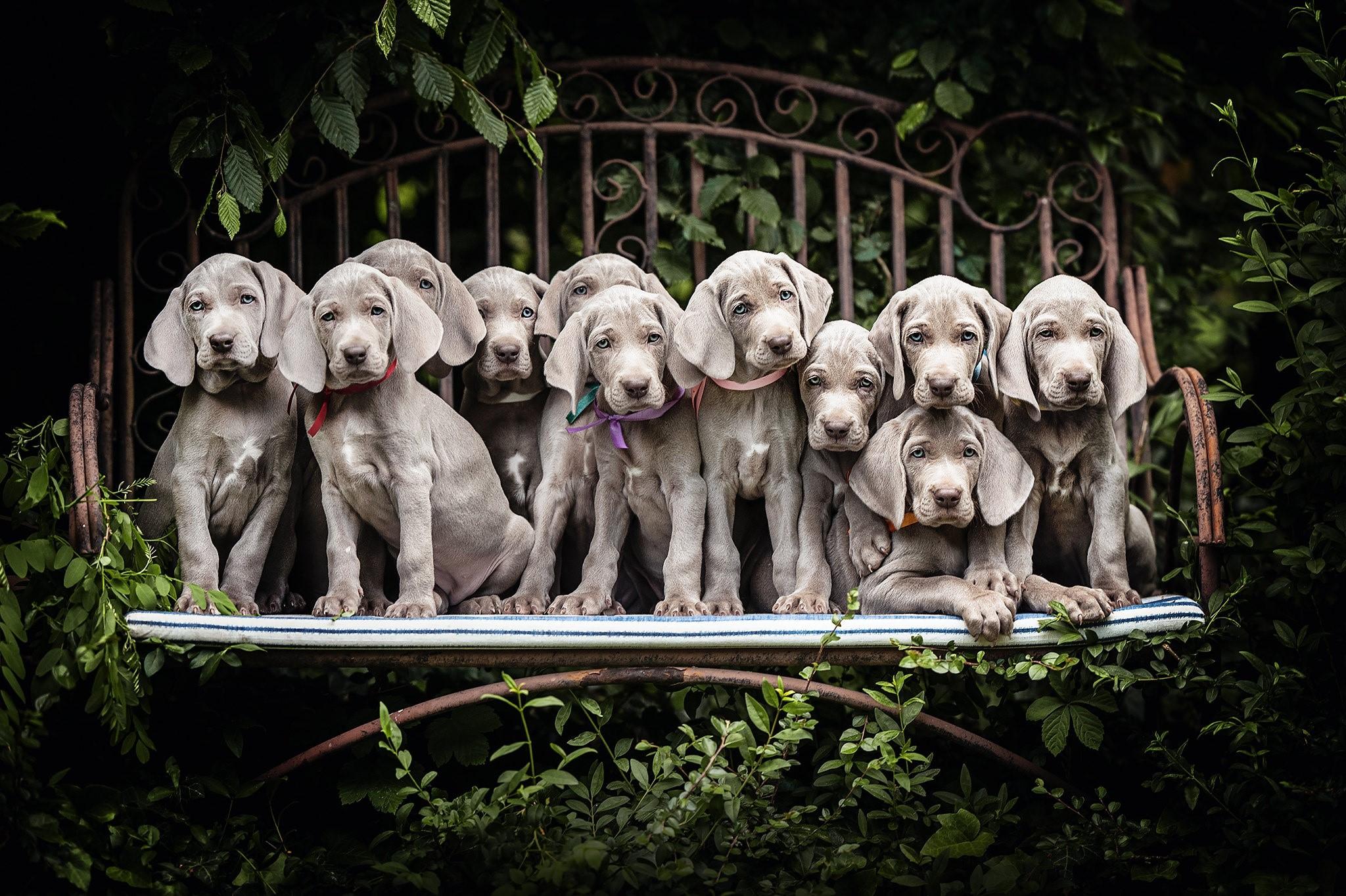 2048x1365 Dogs, Many, Puppy, Grey, Weimaraner Gallery HD Wallpaper