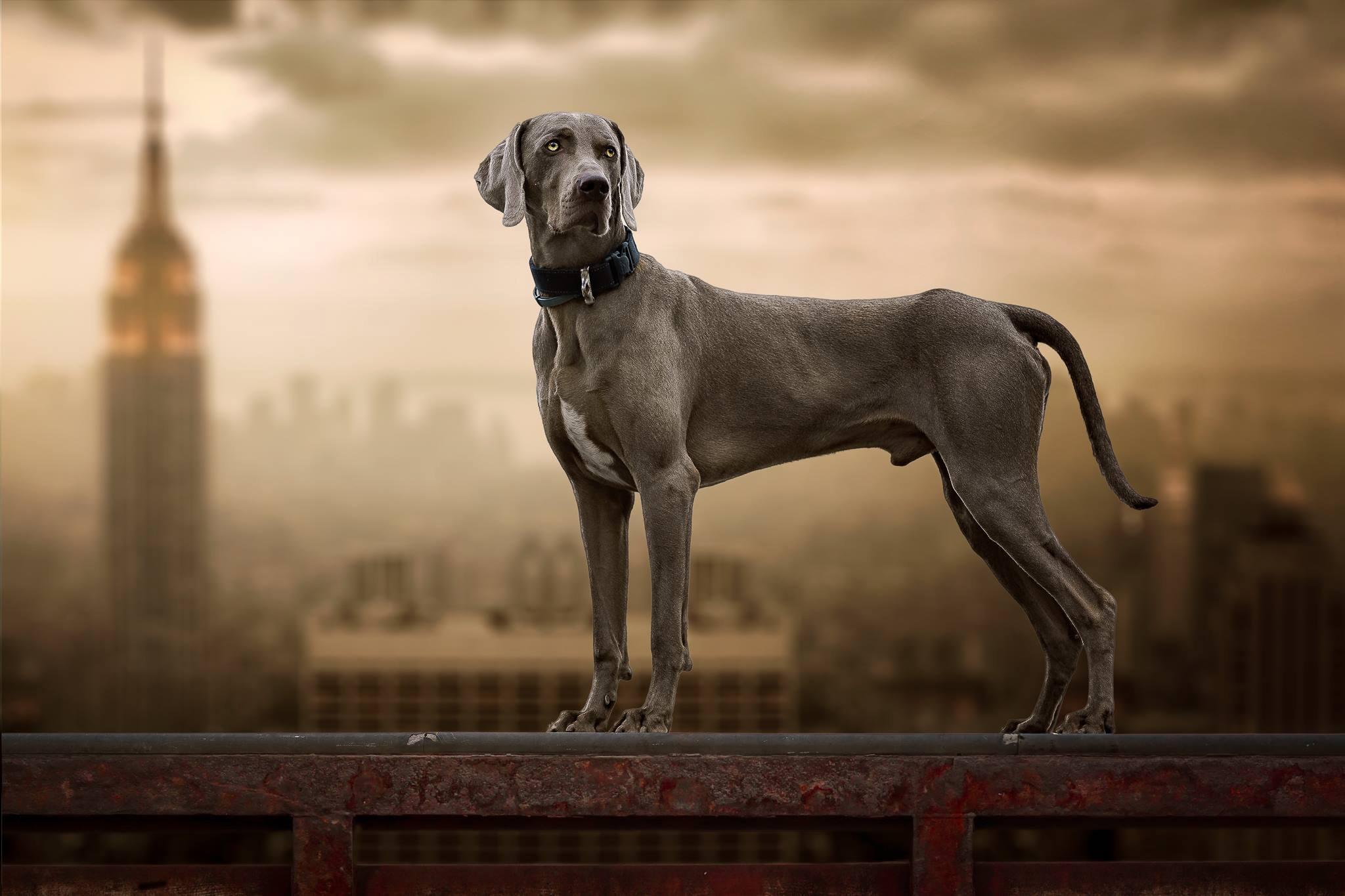 2048x1365 Weimaraner HD Wallpaper
