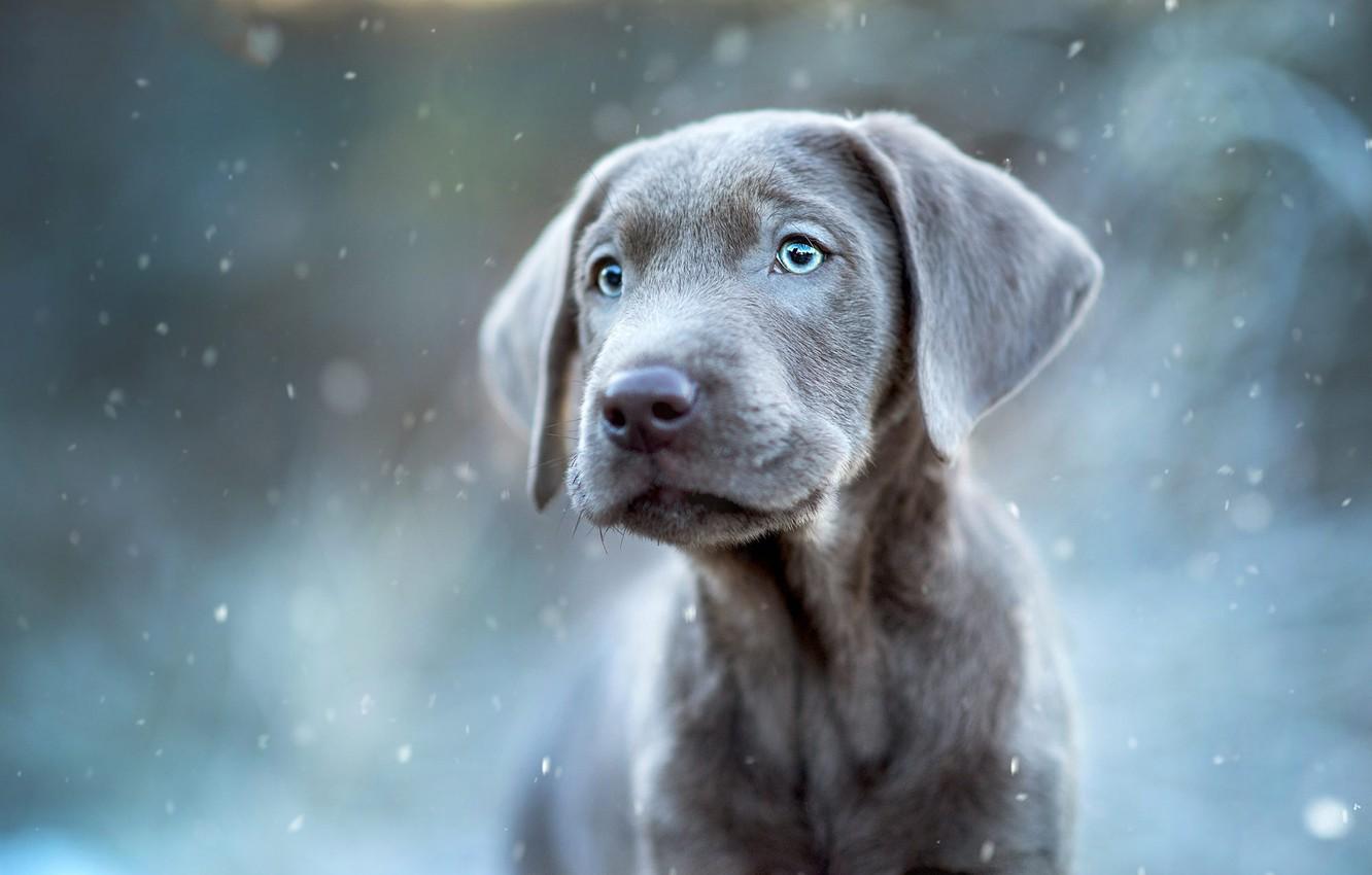 1332x850 Wallpaper winter, look, portrait, puppy, snowfall, the Weimaraner image for desktop, section собаки
