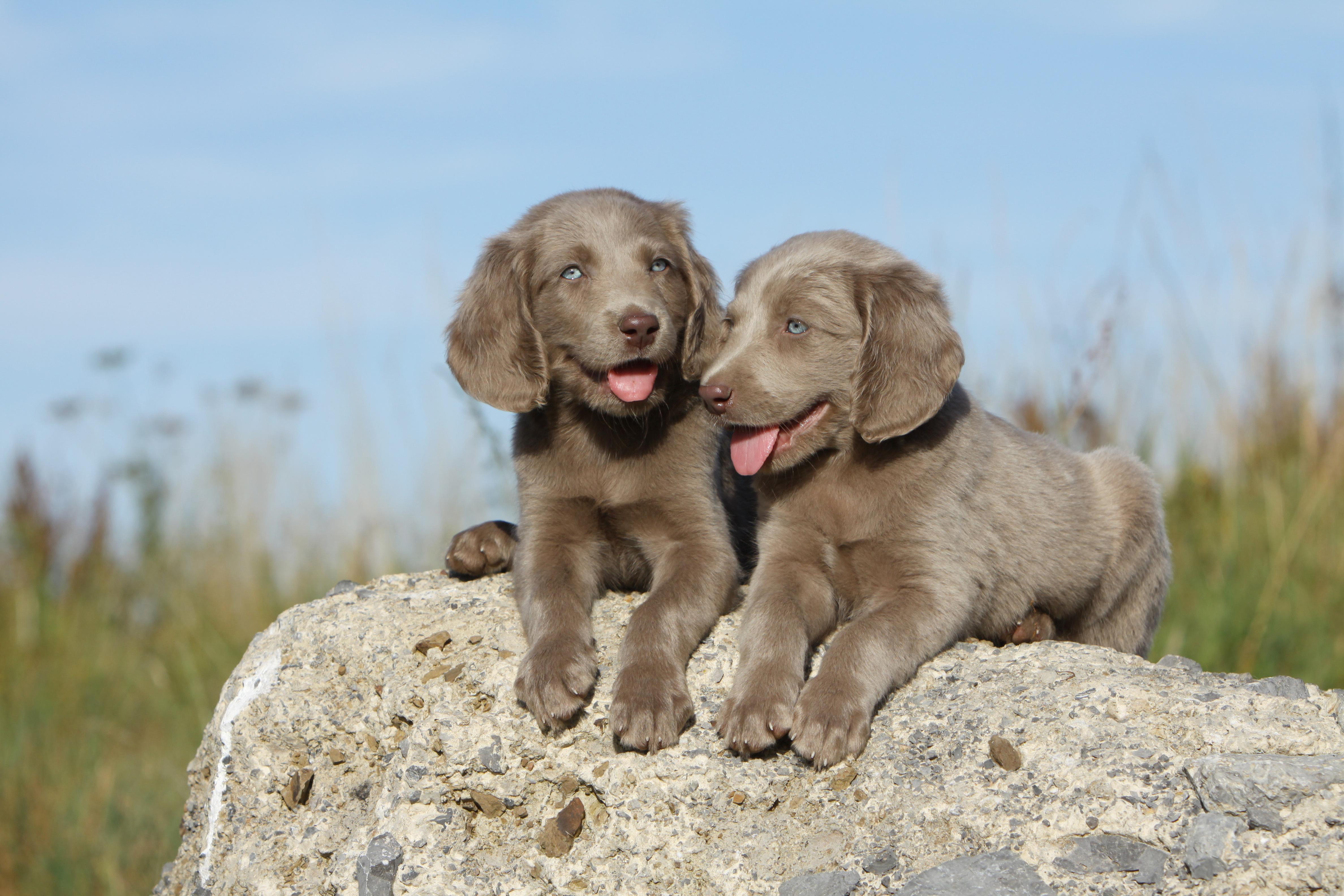 4752x3168 Weimaraner HD Wallpaper and Background