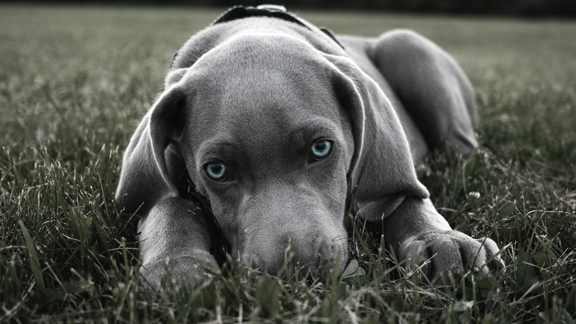 Weimaraner Wallpapers - Top Free Weimaraner Backgrounds - WallpaperAccess