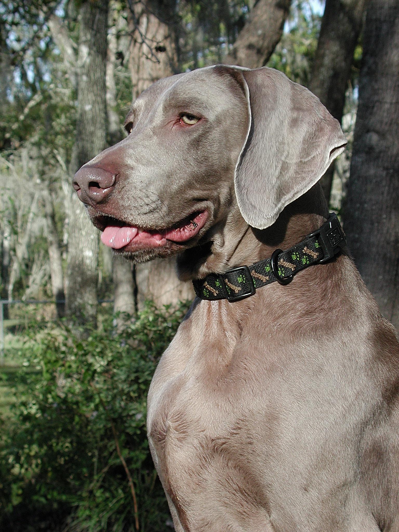 1536x2048 Weimaraner dog photo and wallpaper. Beautiful Weimaraner dog picture