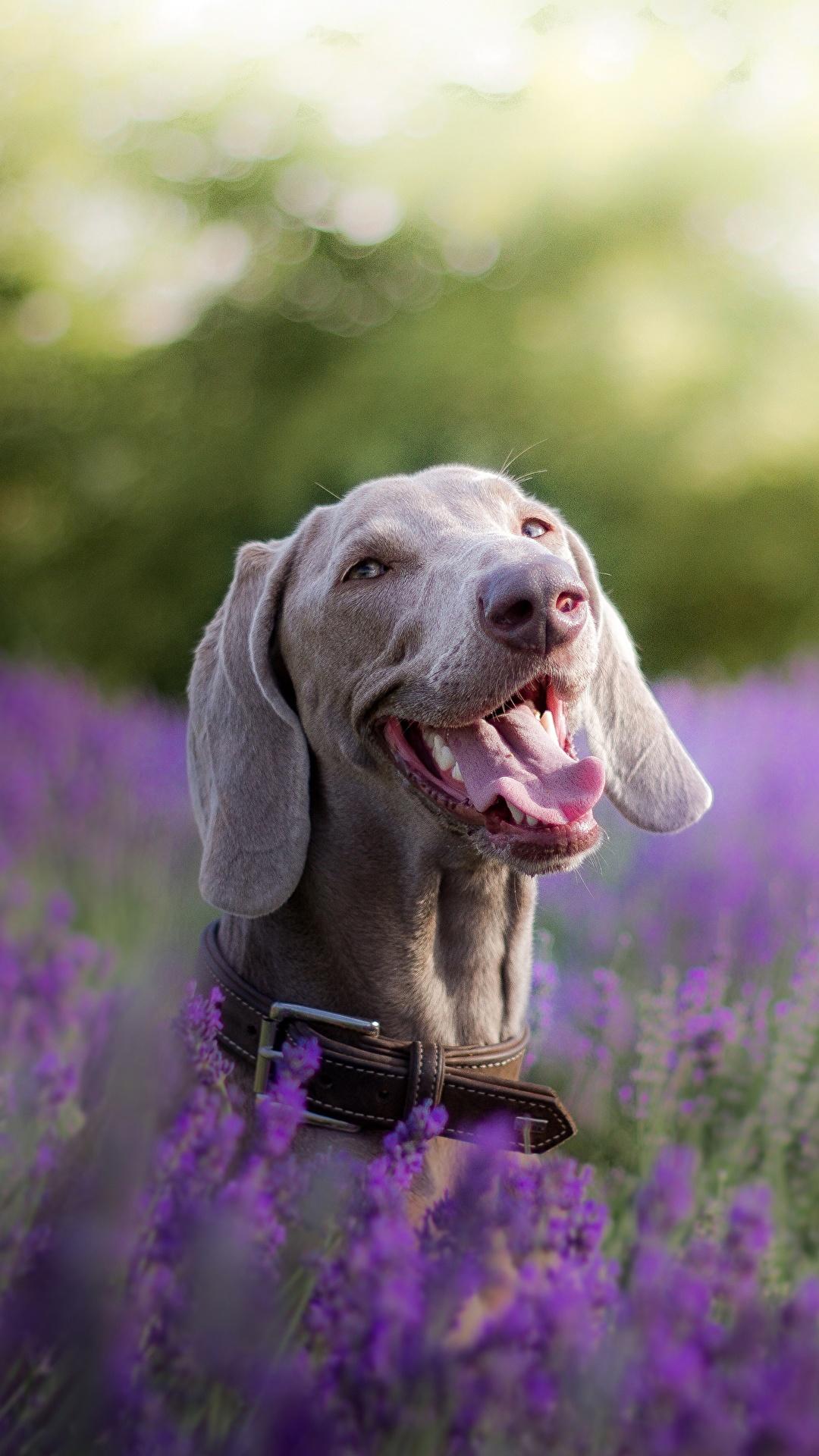 1080x1920 Desktop Wallpaper Weimaraner dog Tongue Lavandula Head 1080x1920