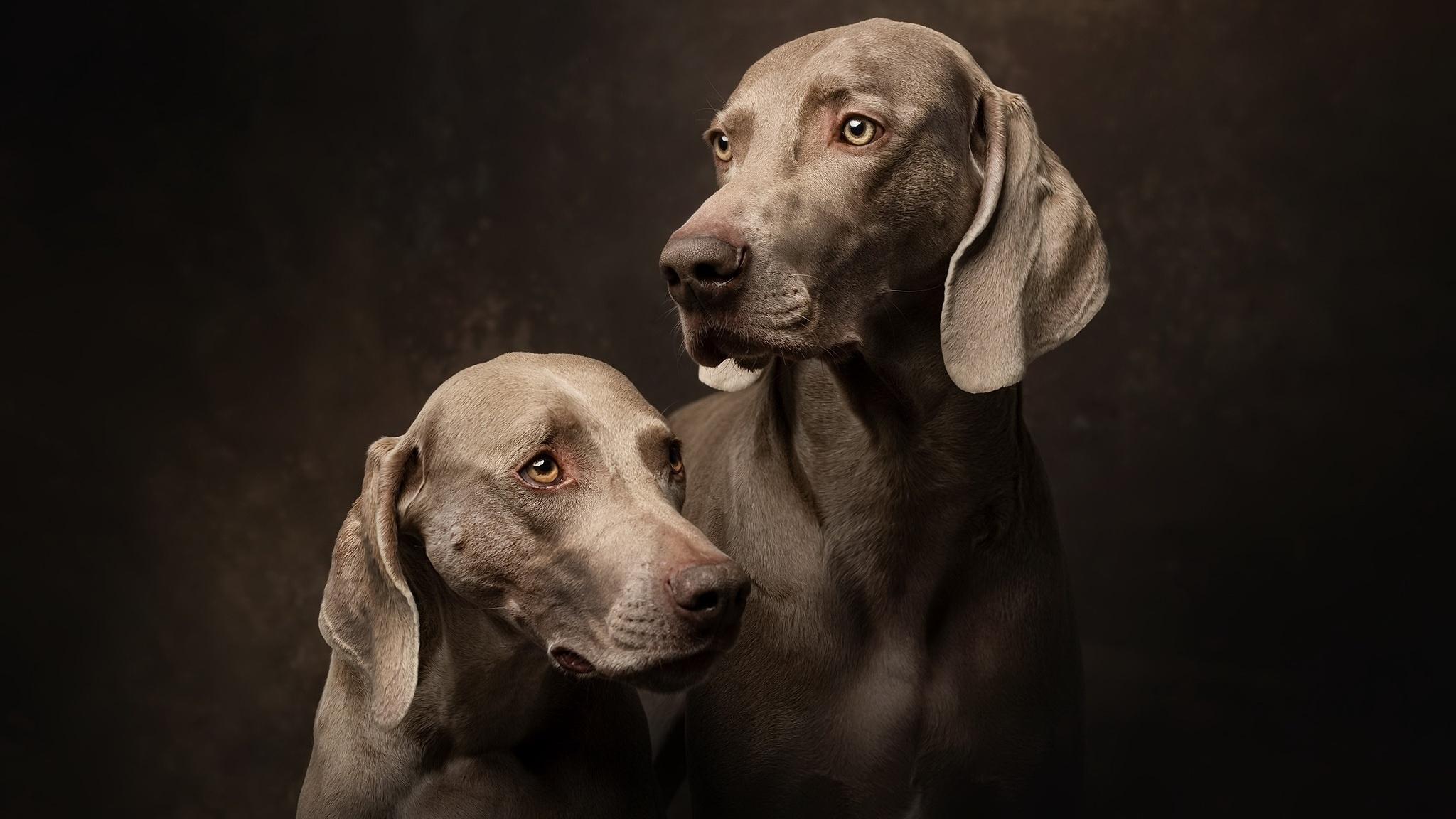 2048x1152 Weimaraner HD Gallery HD Wallpaper