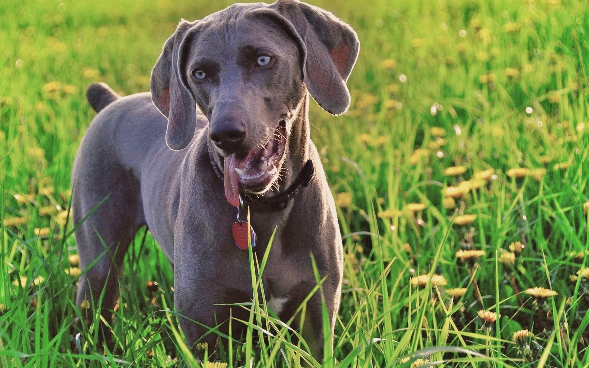1920x1200 Weimaraner Wallpaper