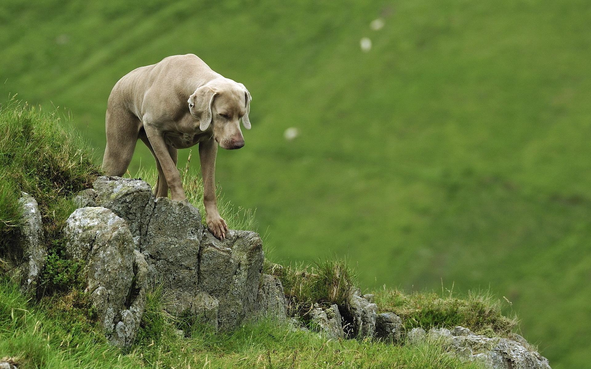1920x1200 Weimaraner Wallpaper for Computers