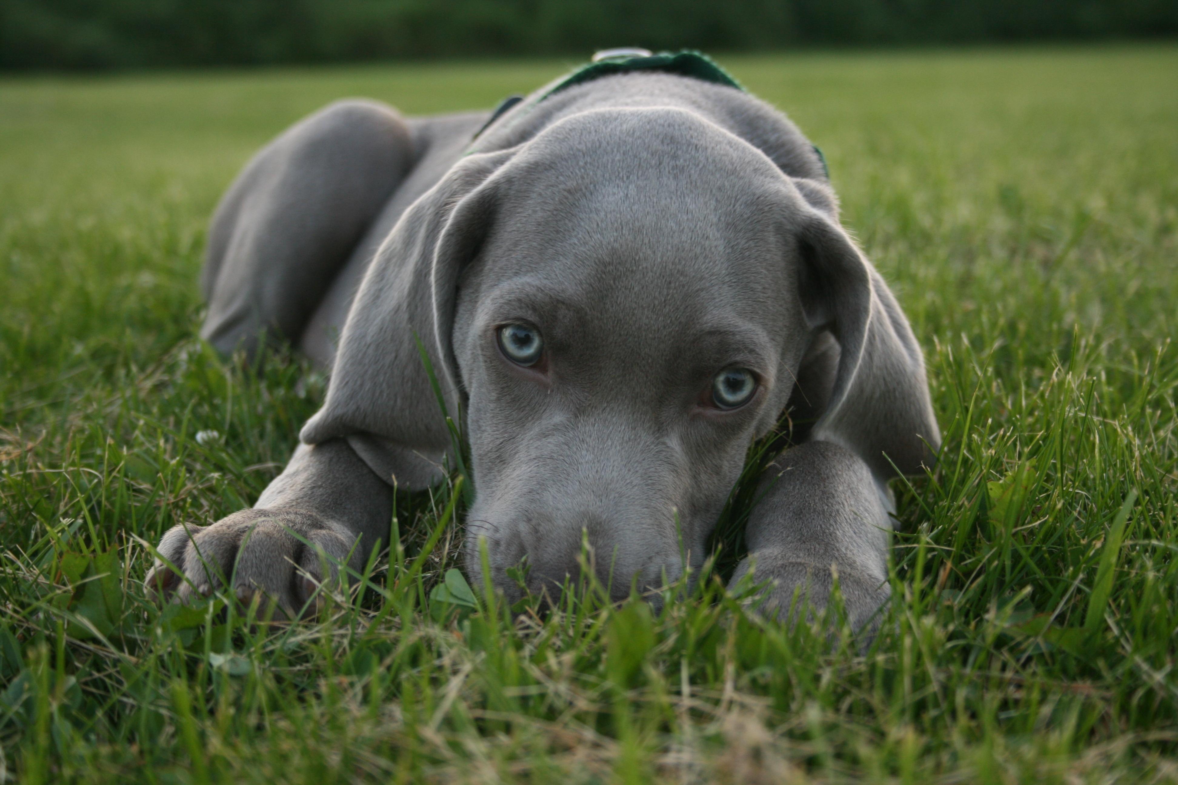 3888x2592 Lovely Blue Eyed Weimaraner Dog Photo And Wallpaper. Beautiful Lovely Blue Eyed Weimaraner Dog Picture