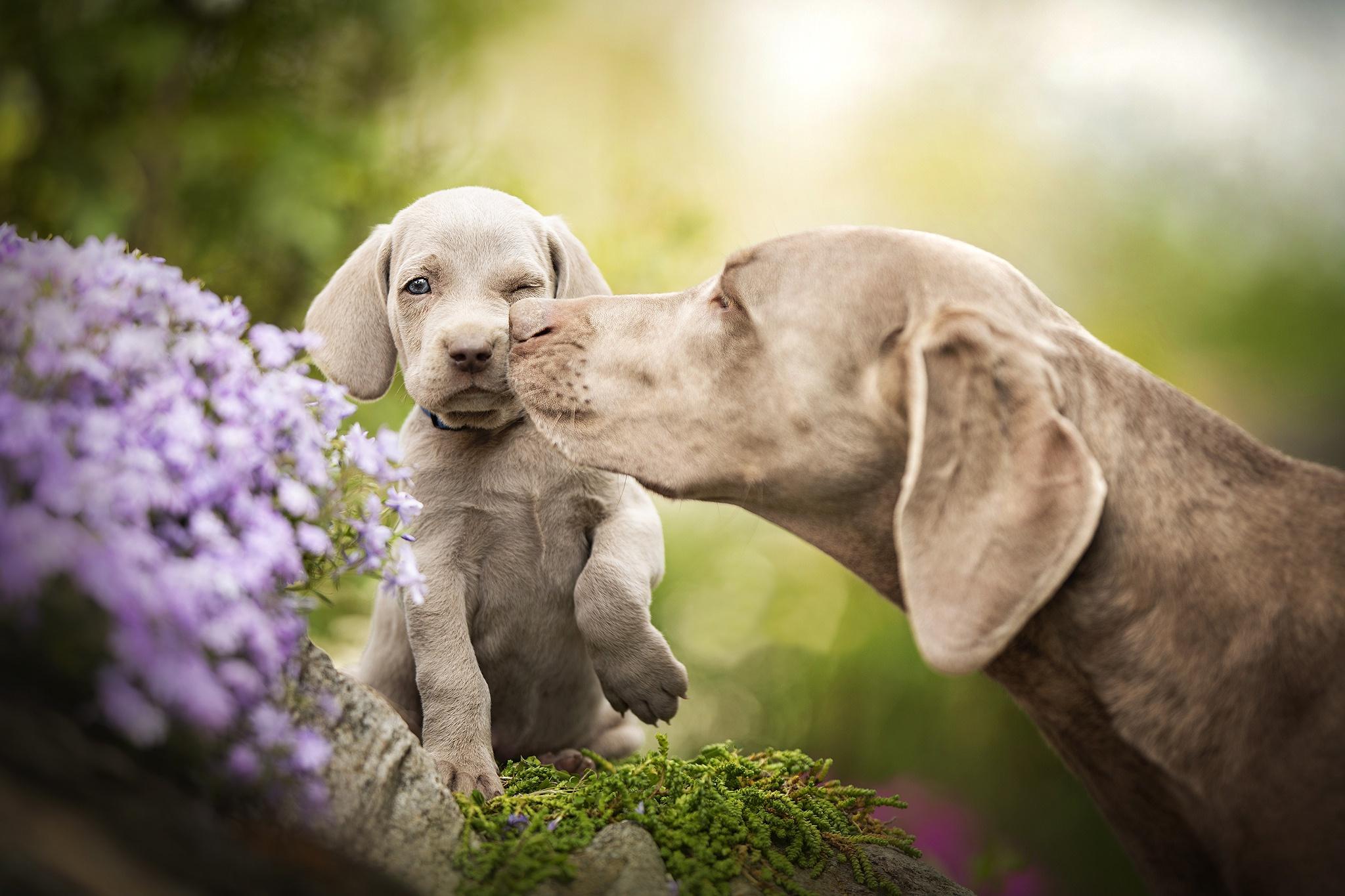 2048x1365 Weimaraner HD Wallpaper
