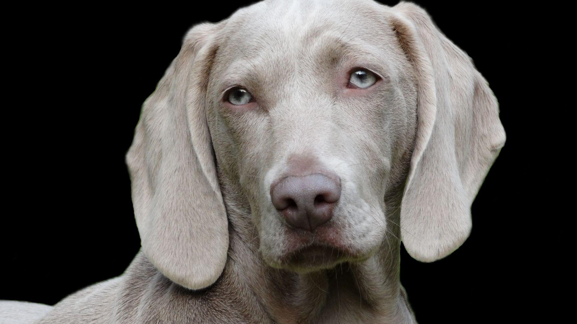 1920x1080 Desktop Wallpaper Weimaraner Dog, HD Image, Picture, Background, E8q18c