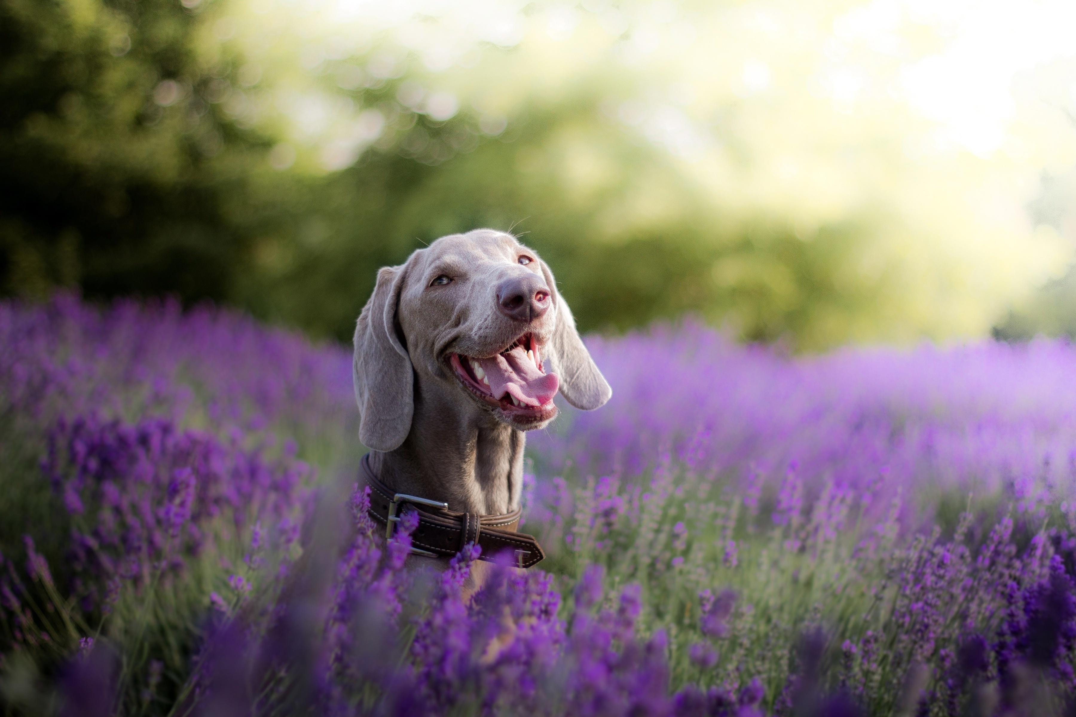 3600x2400 Wallpaper. Animals. photo. picture. Weimaraner, dog, flowers