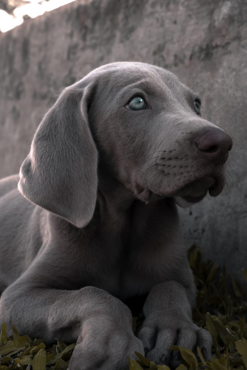 1000x1500 Best Weimaraner Picture [HD]. Download Free Image