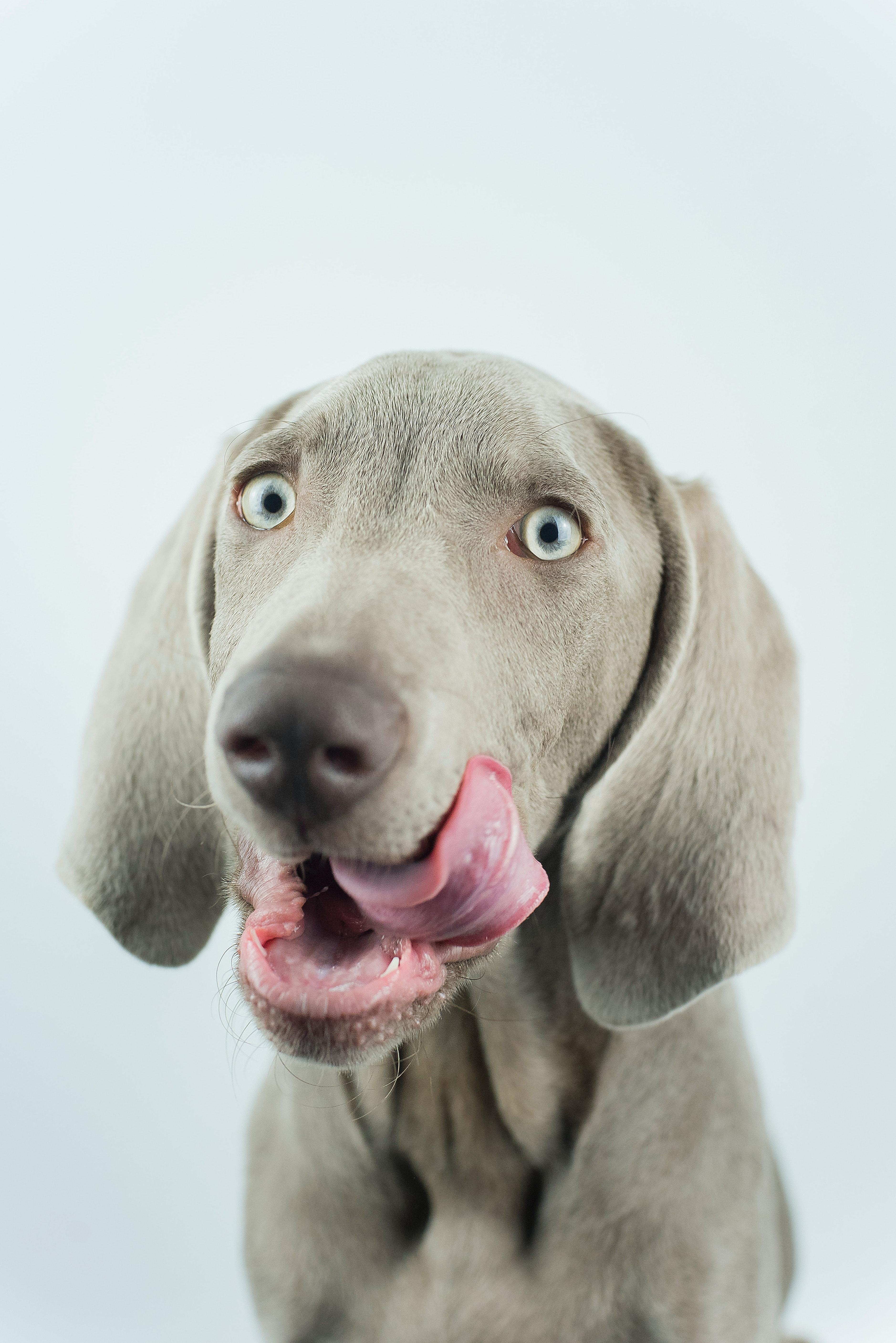 3756x5627 Weimaraner Photo, Download The BEST Free Weimaraner & HD Image