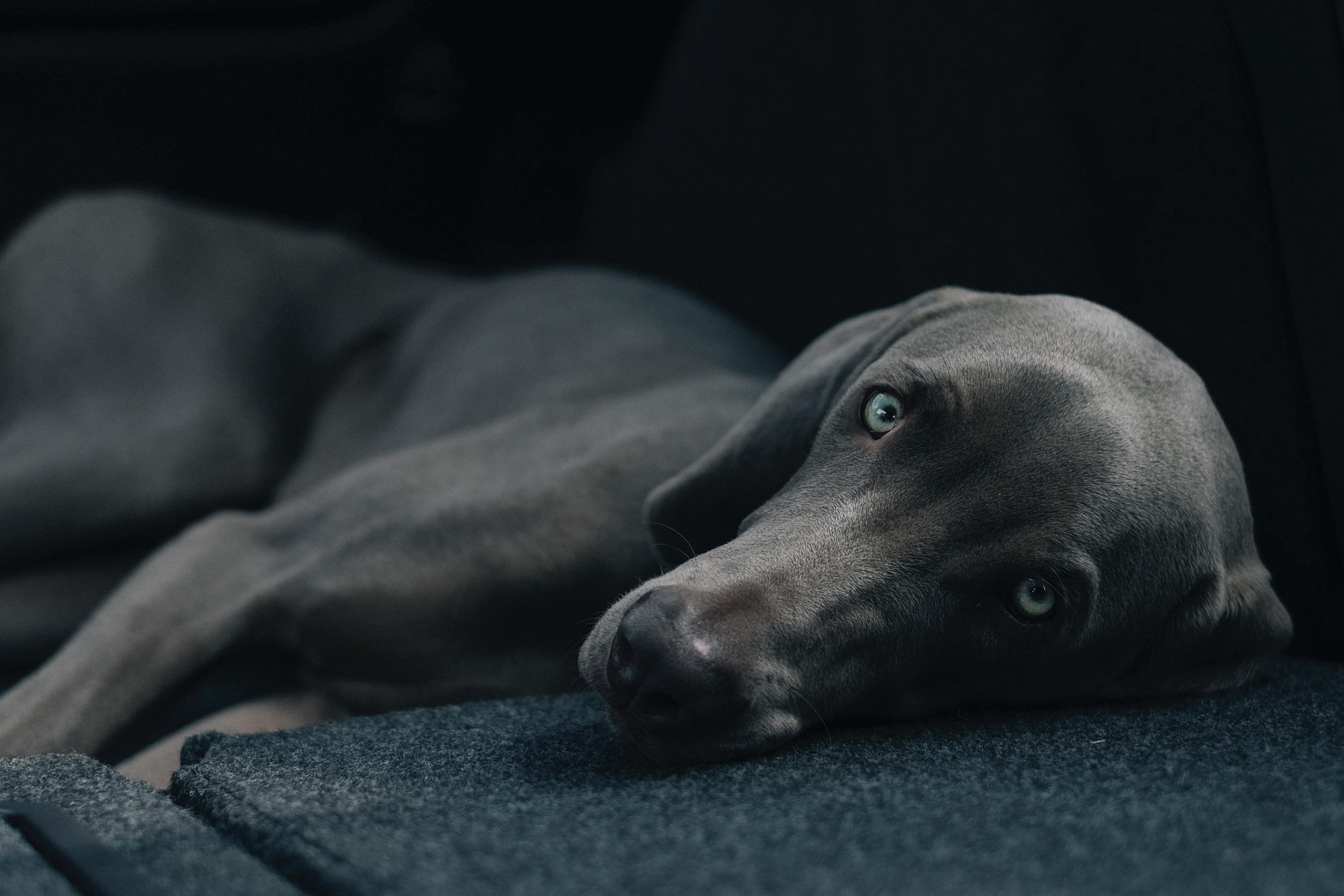 3675x2450 Free Image : puppy, pet, monochrome, hound, weimaraner, grey, vertebrate, whippet, dog like mammal, animal sports, dog sports, italian greyhound, sighthound 3675x2450