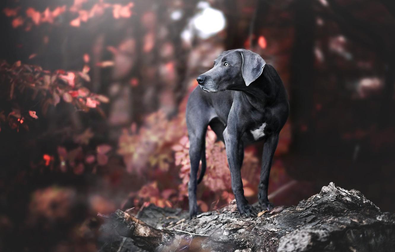 1332x850 Wallpaper autumn, look, pose, dog, black, dog, the Weimaraner image for desktop, section собаки