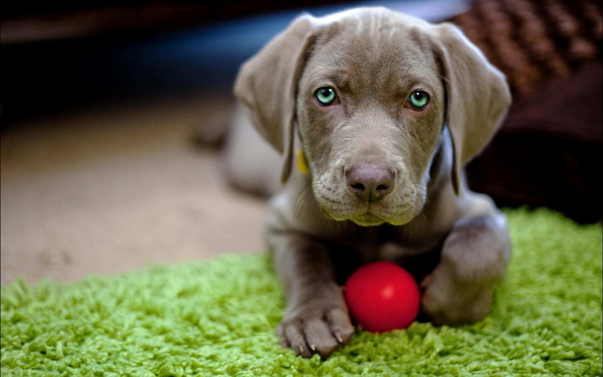 1920x1200 Weimaraner HD Wallpaper and Background