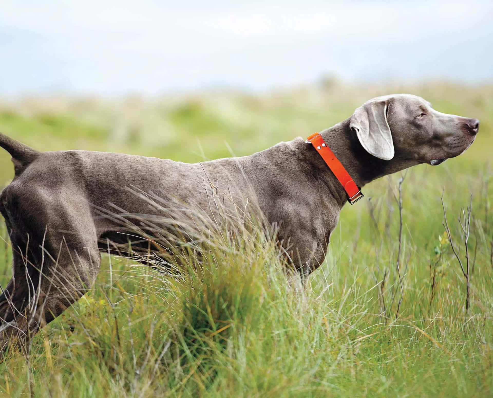 1920x1548 Download Weimaraner Picture 2000 X 1612