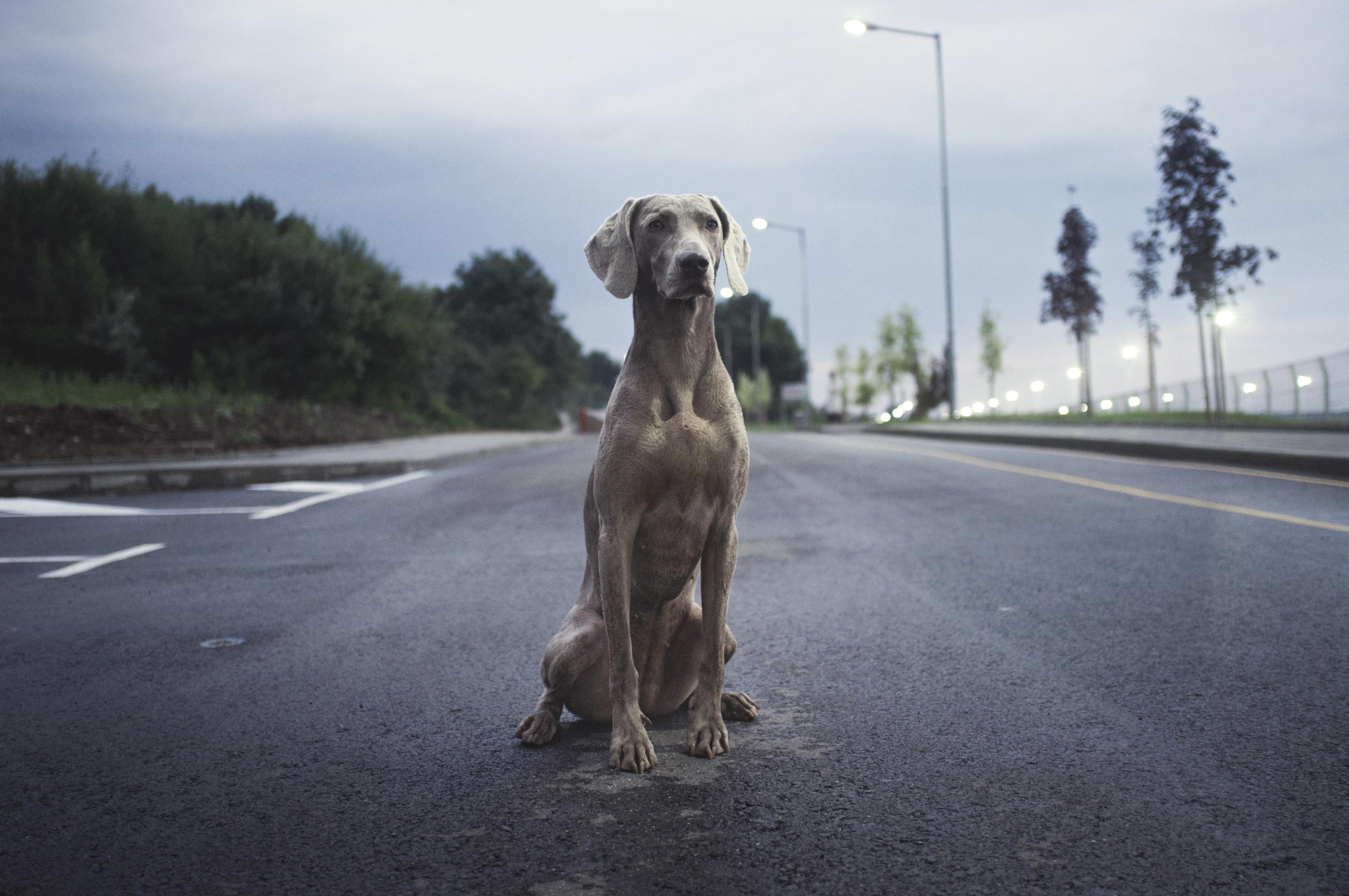 4216x2800 weimaraner HD wallpaper, background