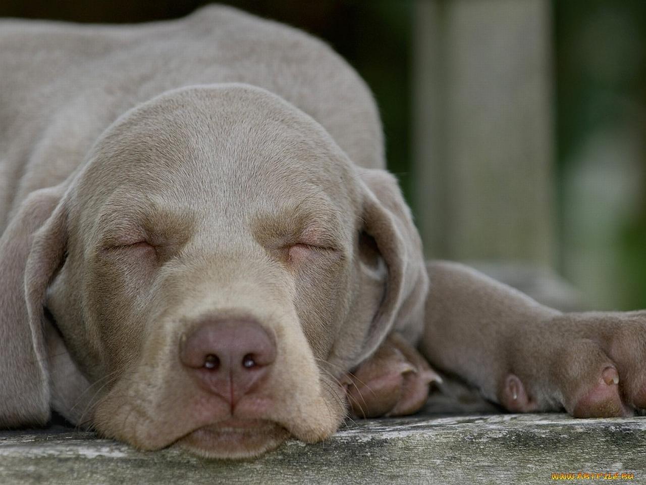 1280x960 Weimaraner wallpaper for desktop, download free Weimaraner picture and background for PC