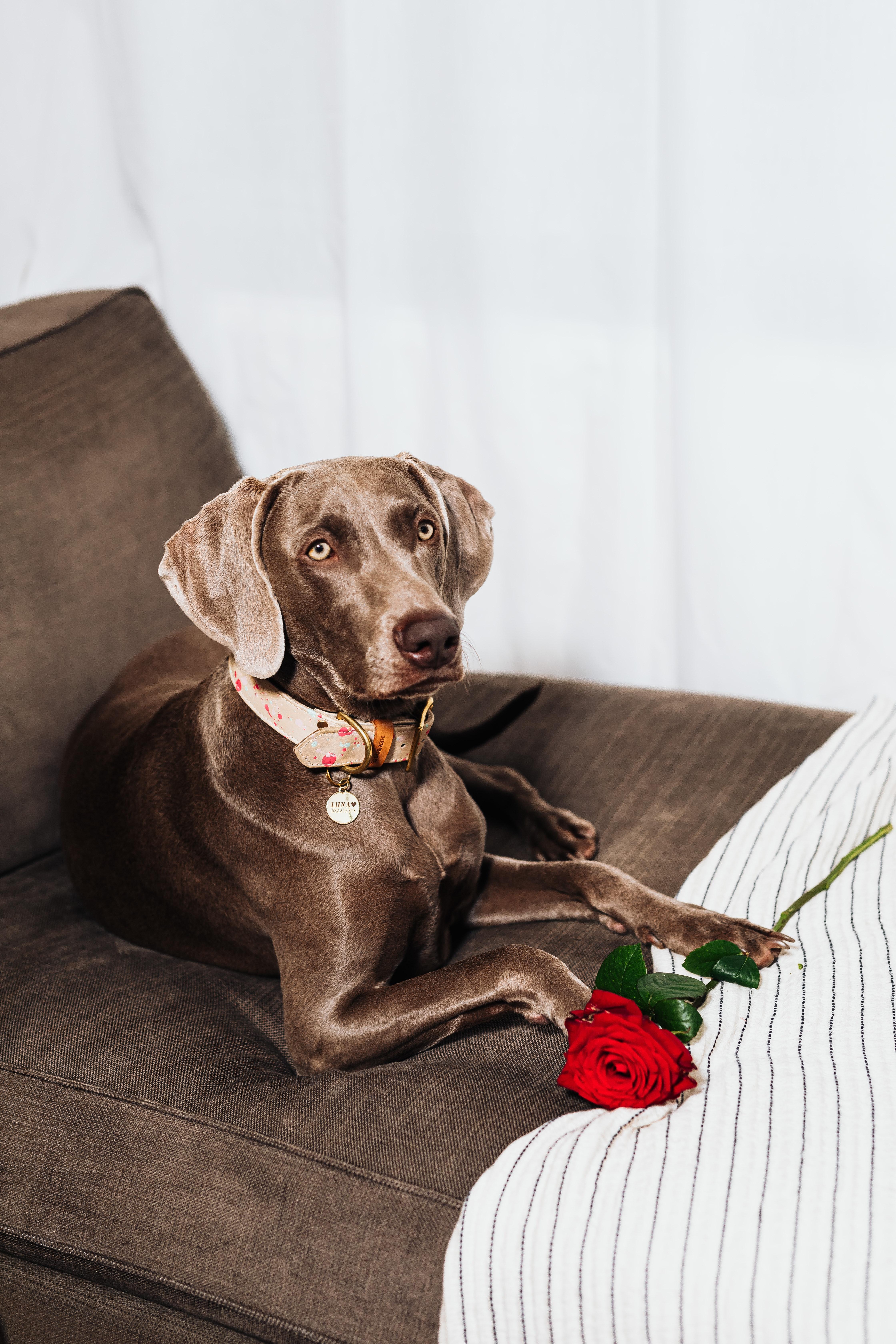 4480x6720 Weimaraner Photo, Download The BEST Free Weimaraner & HD Image