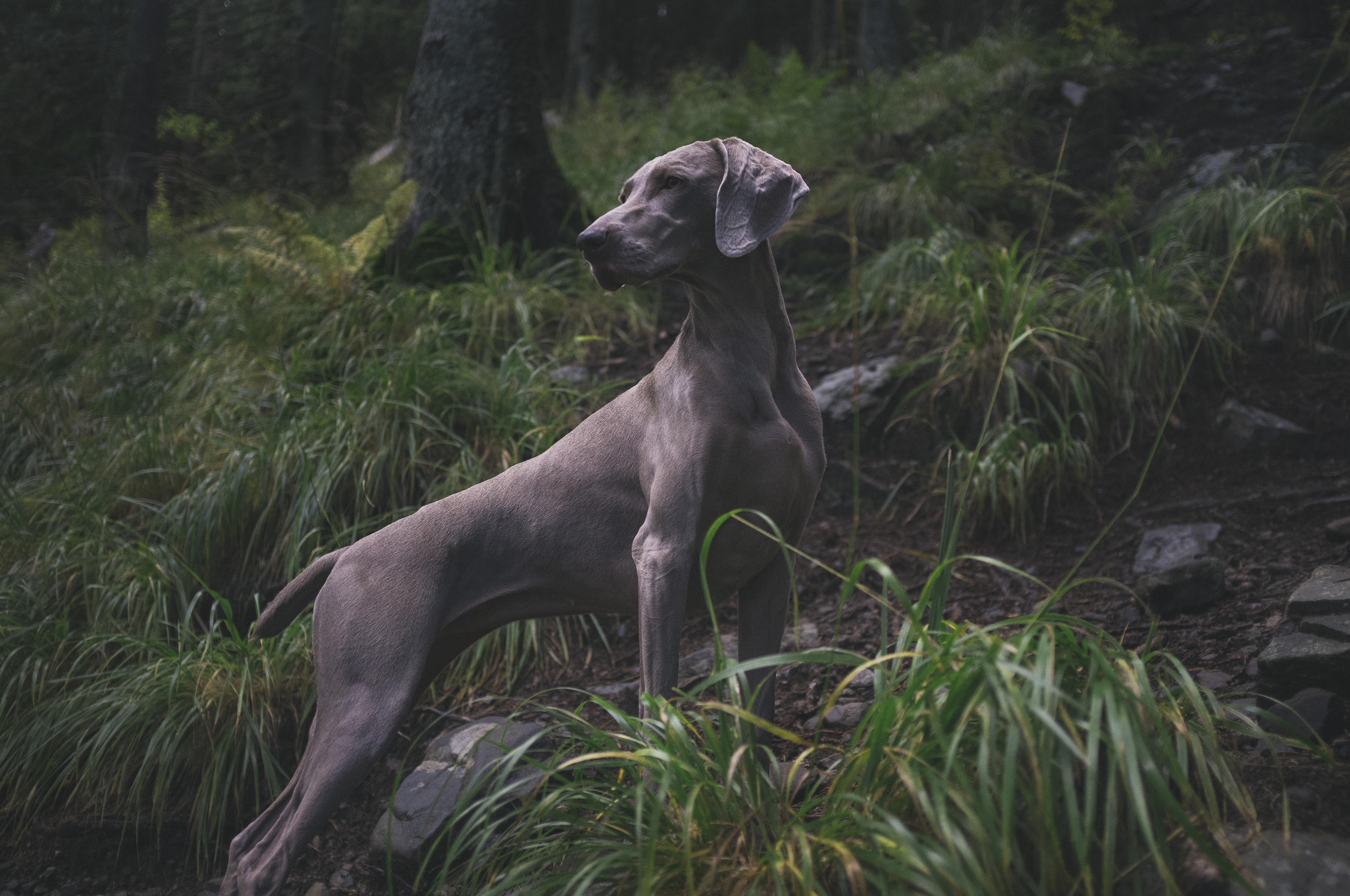 4288x2848 weimaraner HD wallpaper, background