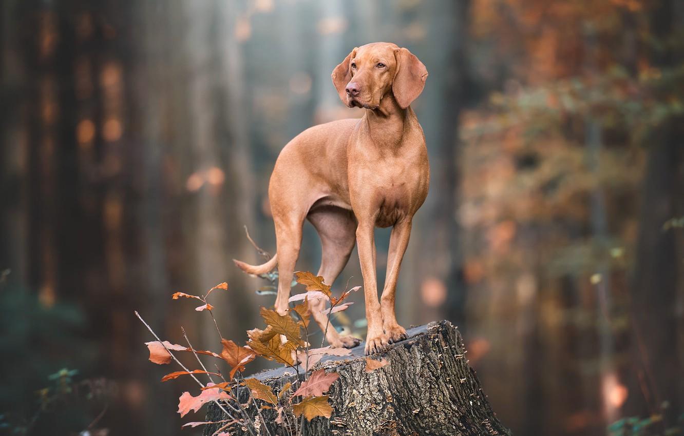 1332x850 Wallpaper autumn, look, pose, stump, dog, brown, the Weimaraner image for desktop, section собаки