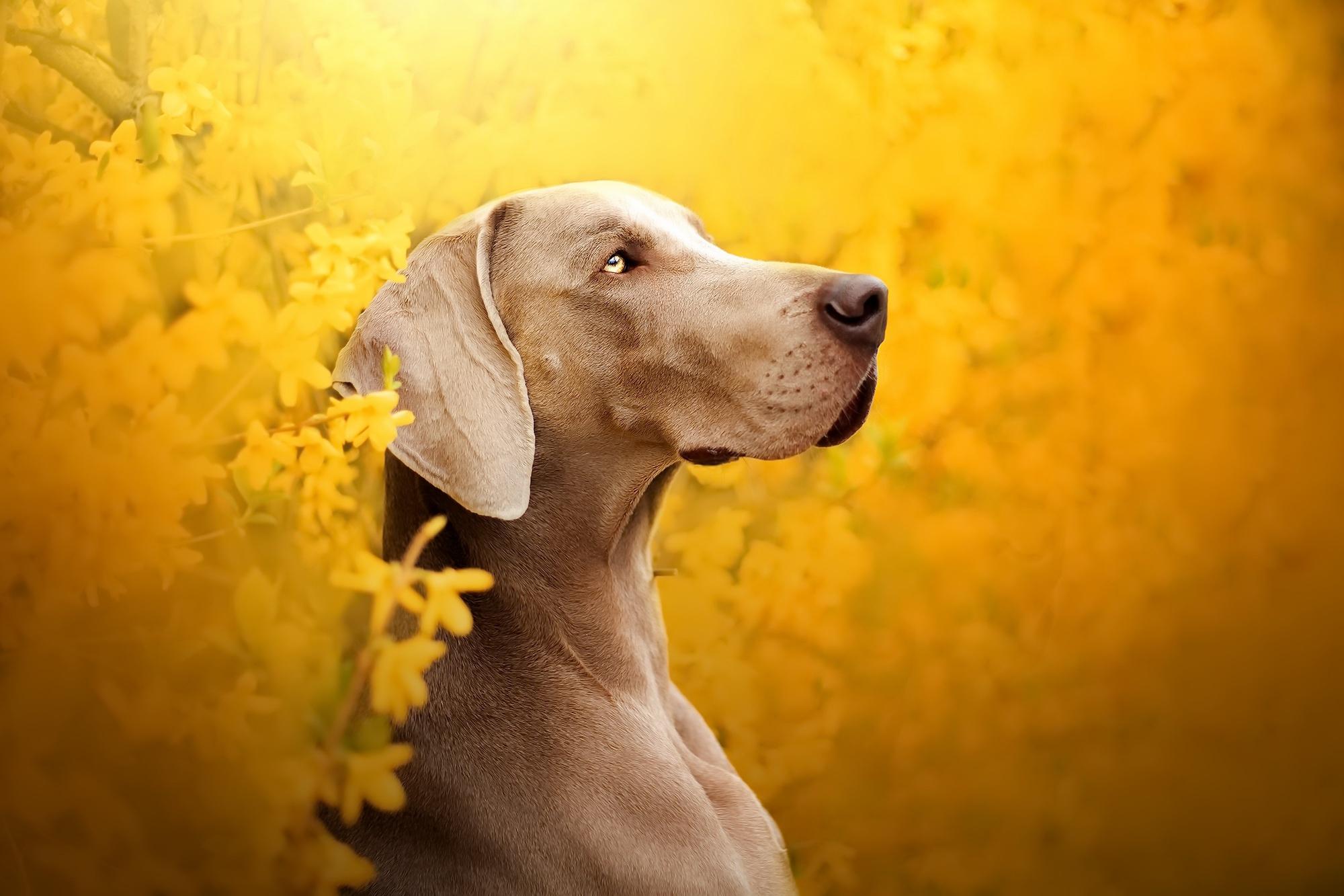 2000x1333 Weimaraner HD, Dog, Pet Gallery HD Wallpaper