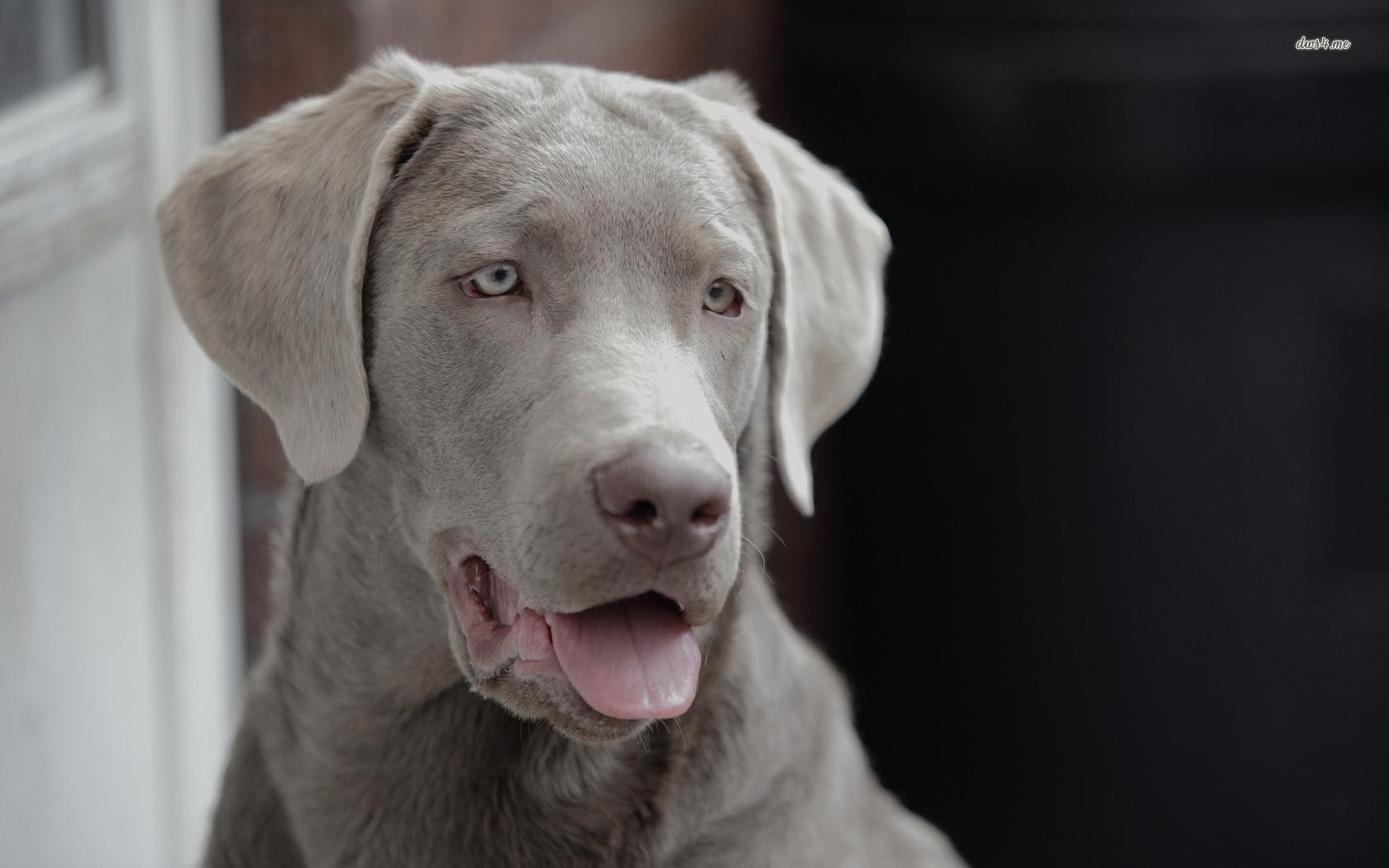 1680x1050 Free download Weimaraner wallpaper Animal wallpaper 33154 [1680x1050] for your Desktop, Mobile & Tablet. Explore Weimaraner Wallpaper. Weimaraner Wallpaper for Computers