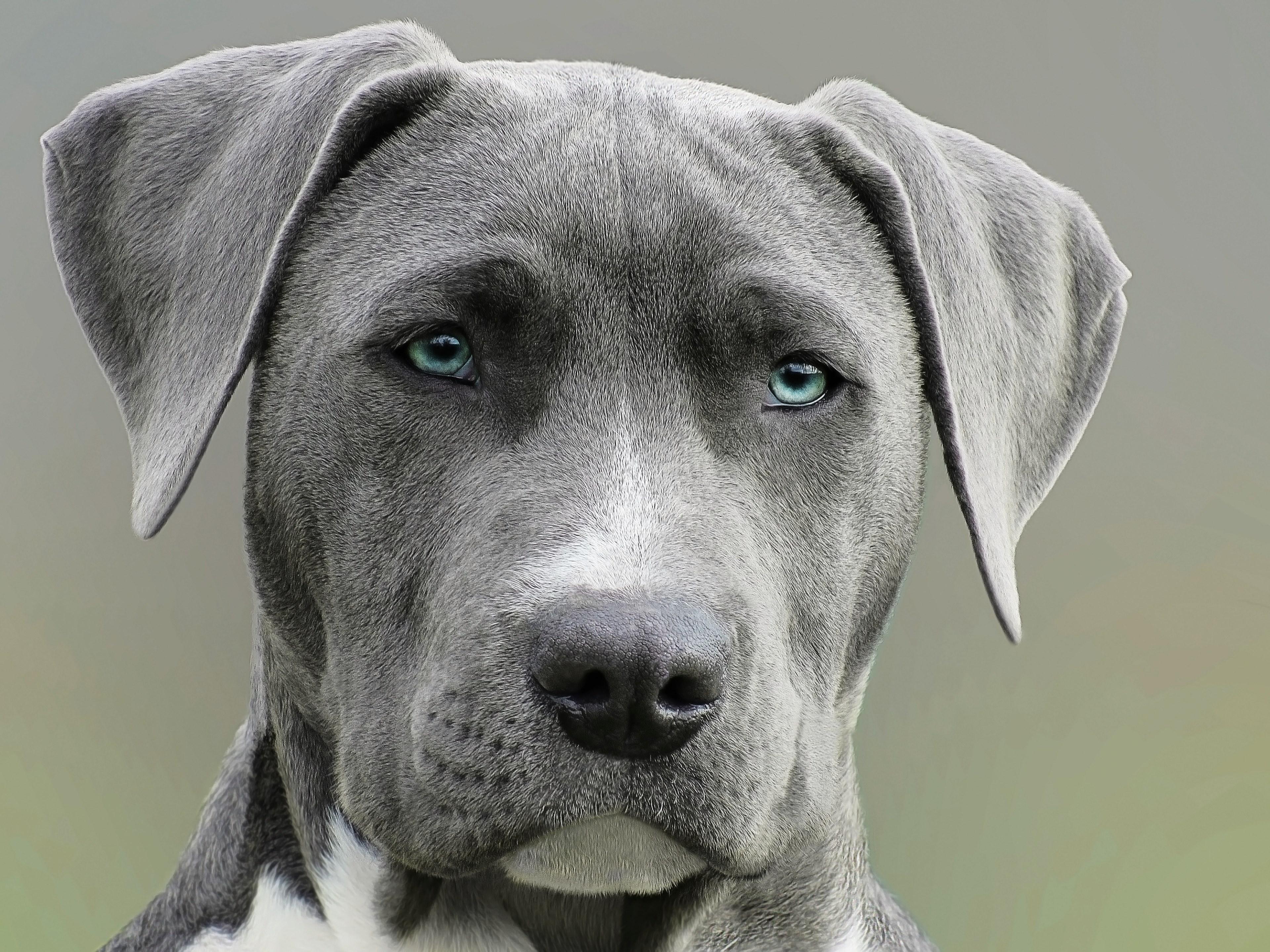 3840x2880 Wallpaper / gray weimaraner dog with blue eyes stares obediently, dog close up 4k wallpaper free download