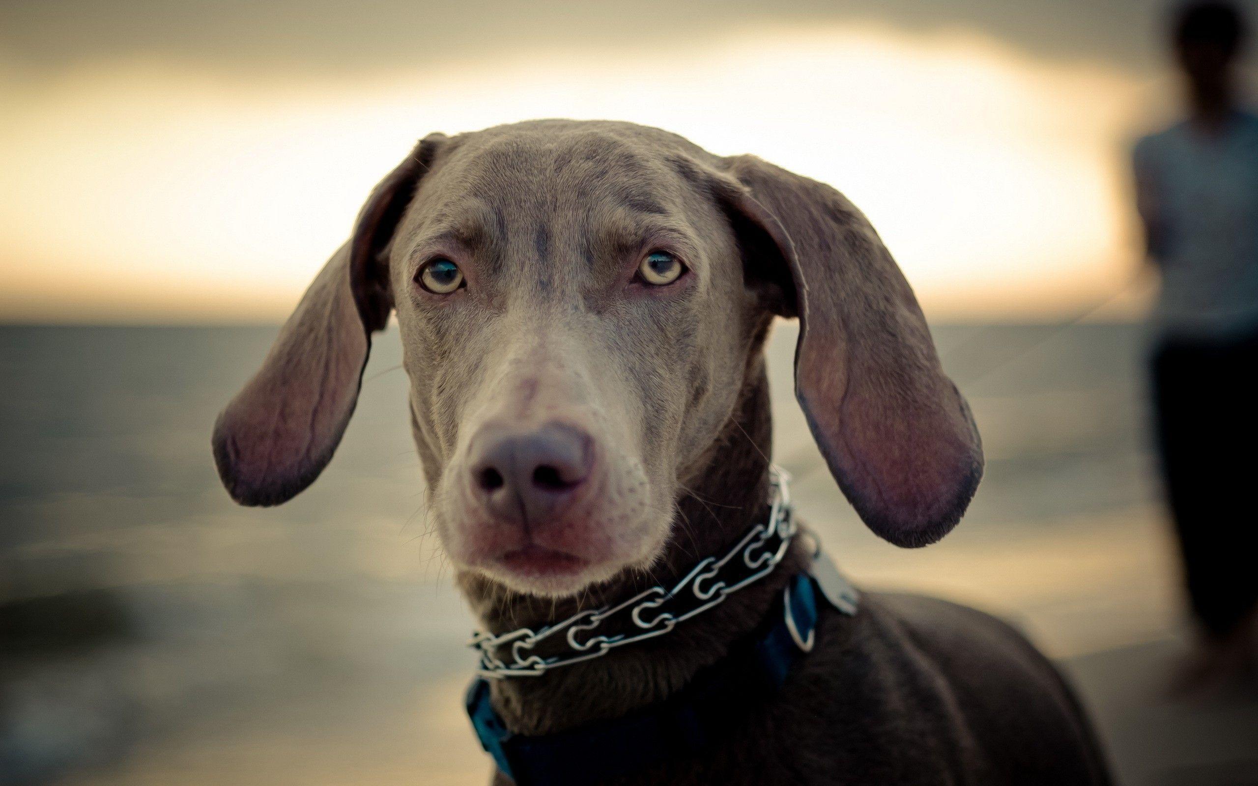 2560x1600 Weimaraner Wallpaper