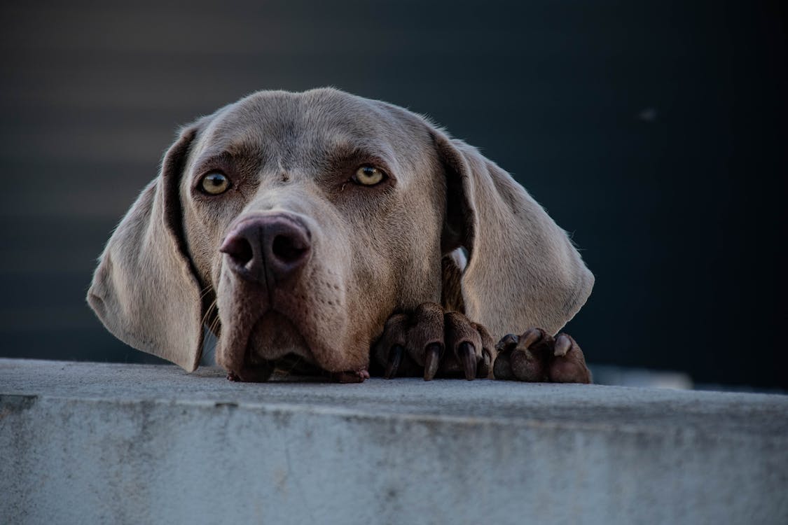 1125x750 Cute Weimaraner dog with large ears and sad eyes · Free