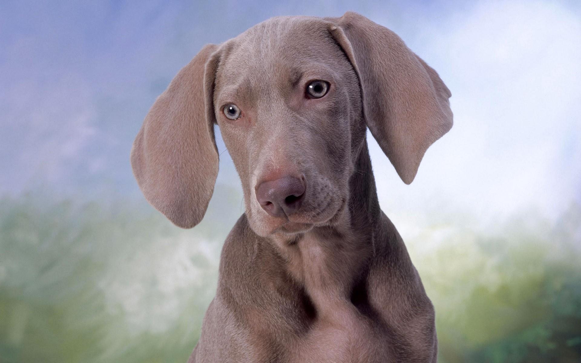 1920x1200 Dogs, Weimaraner Gallery HD Wallpaper
