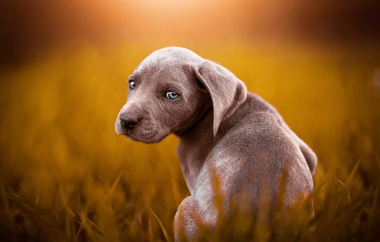 1332x850 Wallpaper grass, look, light, grey, glade, dog, puppy, face, sitting, the Weimaraner image for desktop, section собаки
