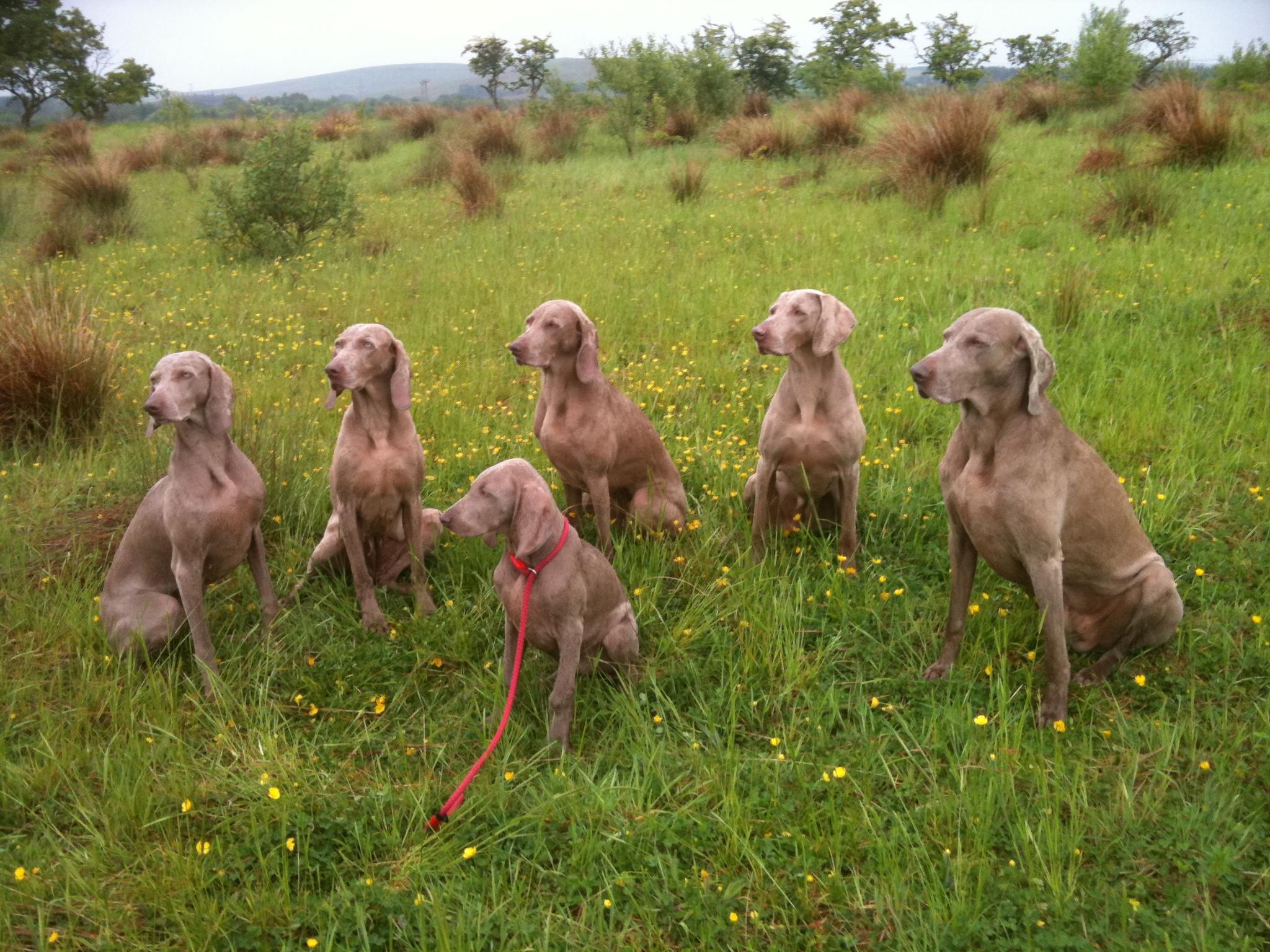 2048x1536 Weimaraner dogs photo and wallpaper. Beautiful Weimaraner dogs picture