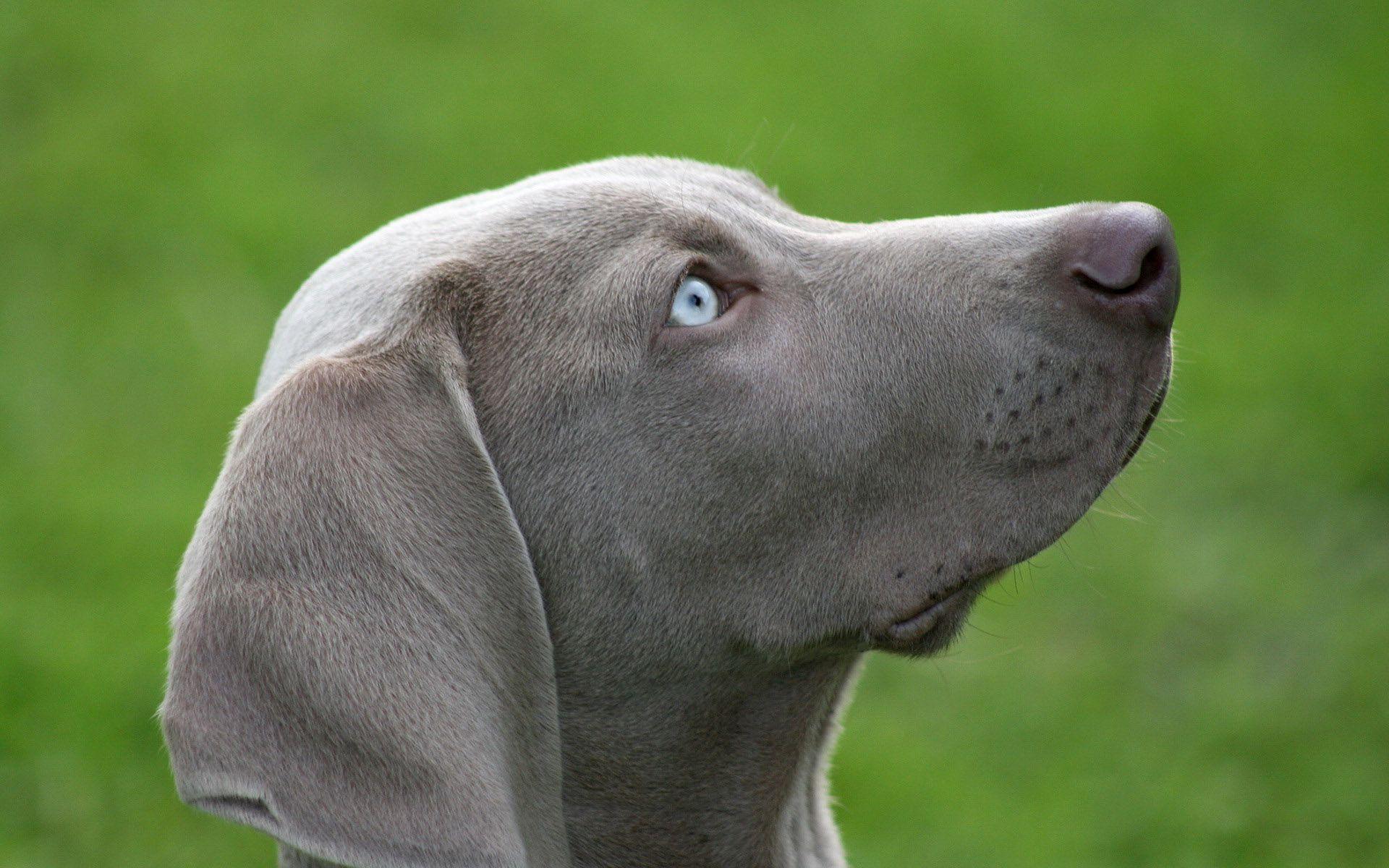 1920x1200 Free download Weimaraner Wallpaper [1920x1200] for your Desktop, Mobile & Tablet. Explore Weimaraner Wallpaper. Weimaraner Wallpaper for Computers