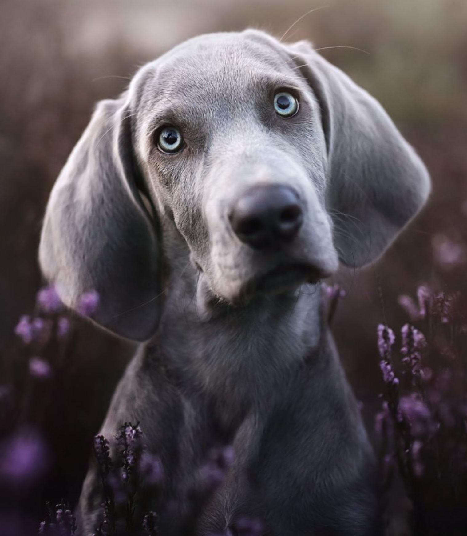 1519x1742 KlischKlick dog photography Weimaraner puppy. Weimaraner puppies, Dog photography, Dog breeds