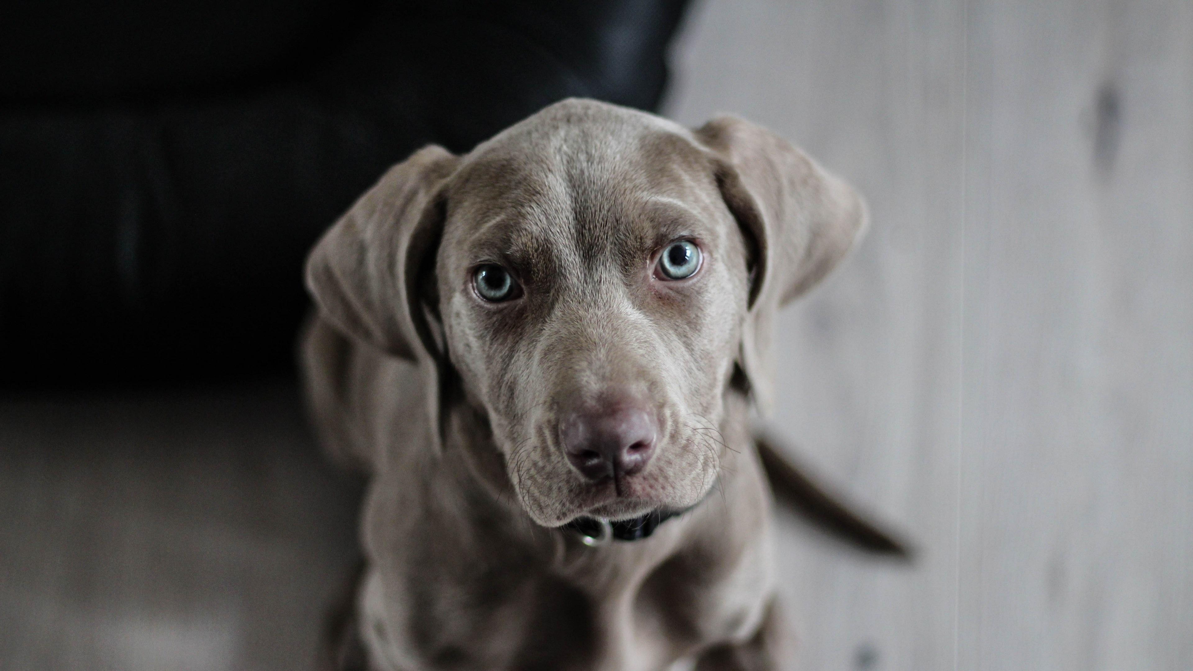 3840x2160 Wallpaper / weimaraner puppy dog snout animal portrait 4k wallpaper free download