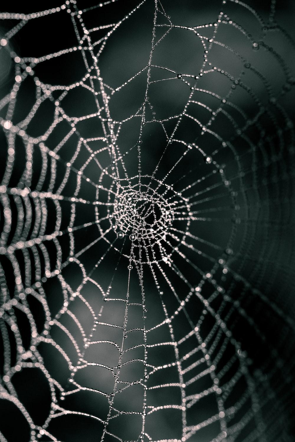 Spider Web Phone Wallpapers - Top Free Spider Web Phone Backgrounds ...