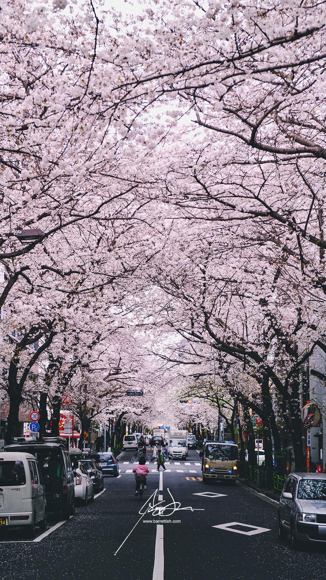 1080x1920 Free Japanese Cherry Blossom Smartphone Wallpaper