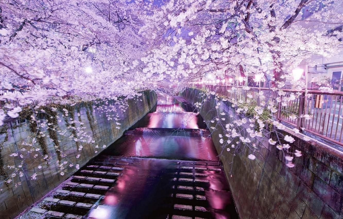 1332x850 Wallpaper reflection, spring, the evening, Sakura, Tokyo, flowering, water channel image for desktop, section город