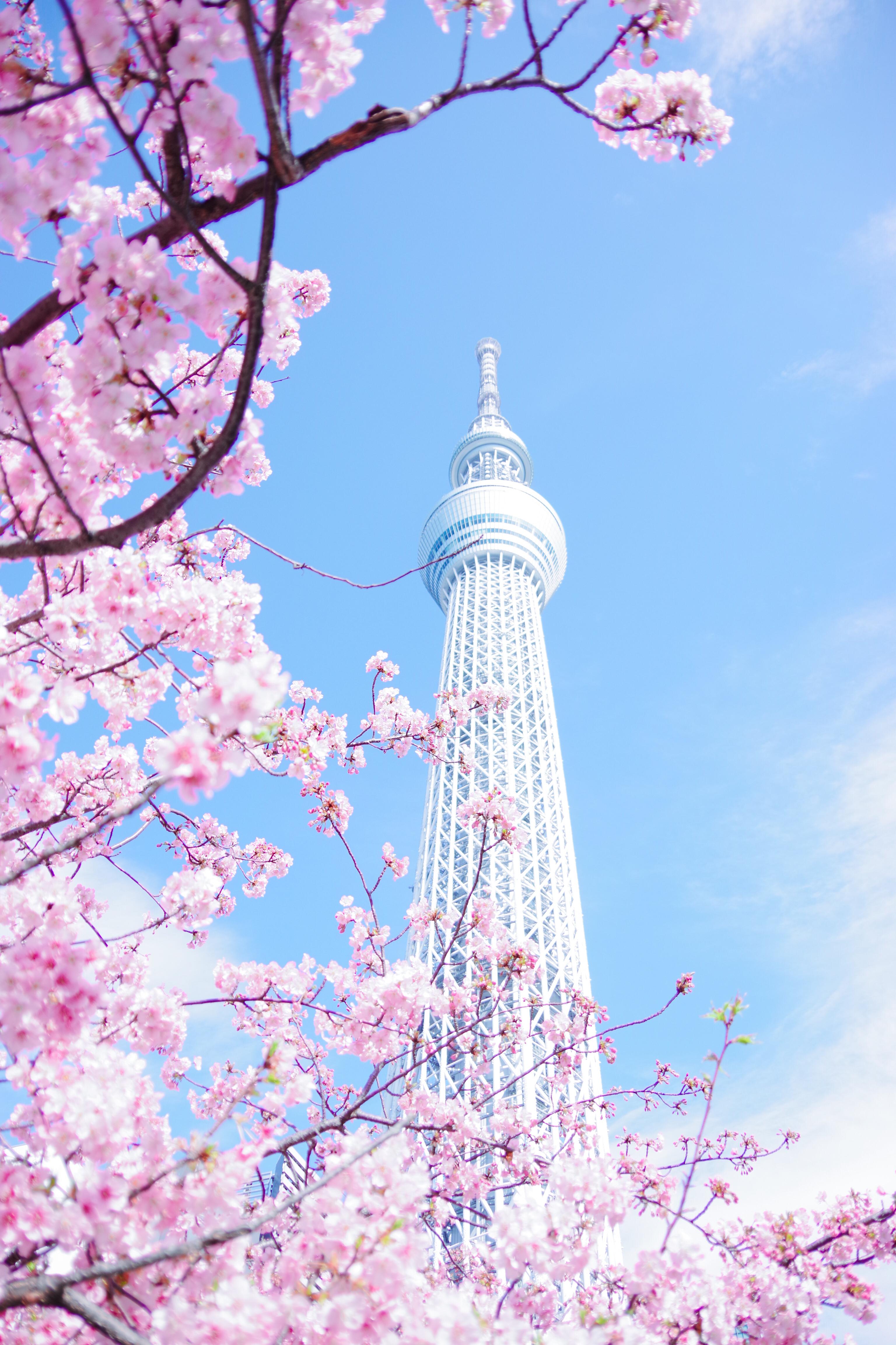 3072x4608 Pink Cherry Blossom Tree Under Blue Sky · Free