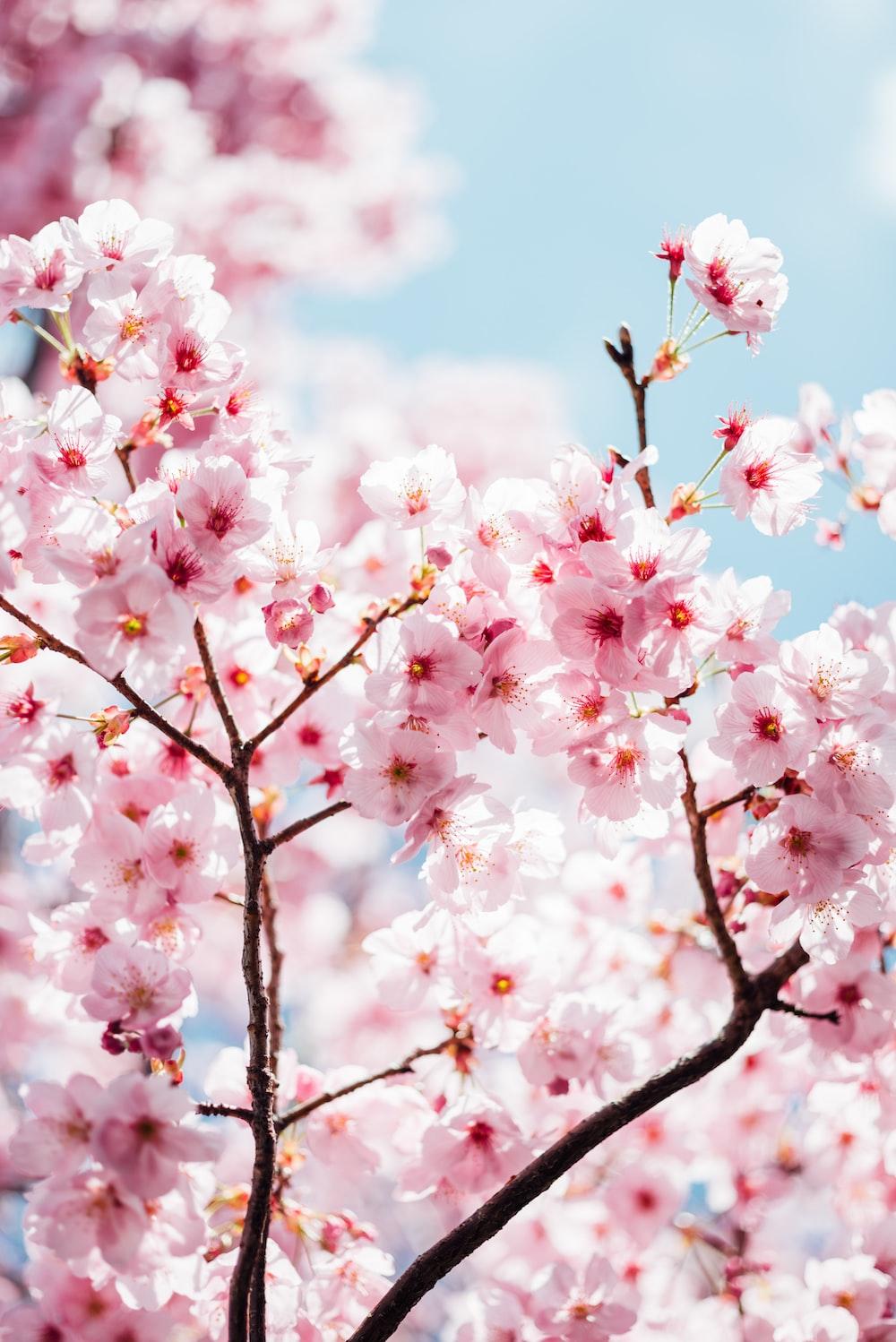 1000x1498 Japanese Cherry Blossom Picture [HD]. Download Free Image
