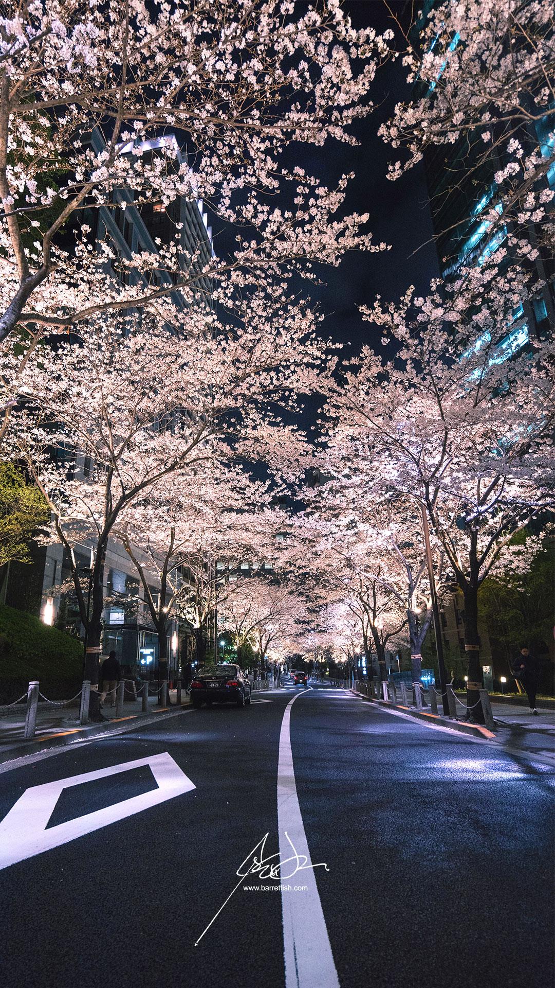 1080x1920 Free Japanese Cherry Blossom Smartphone Wallpaper