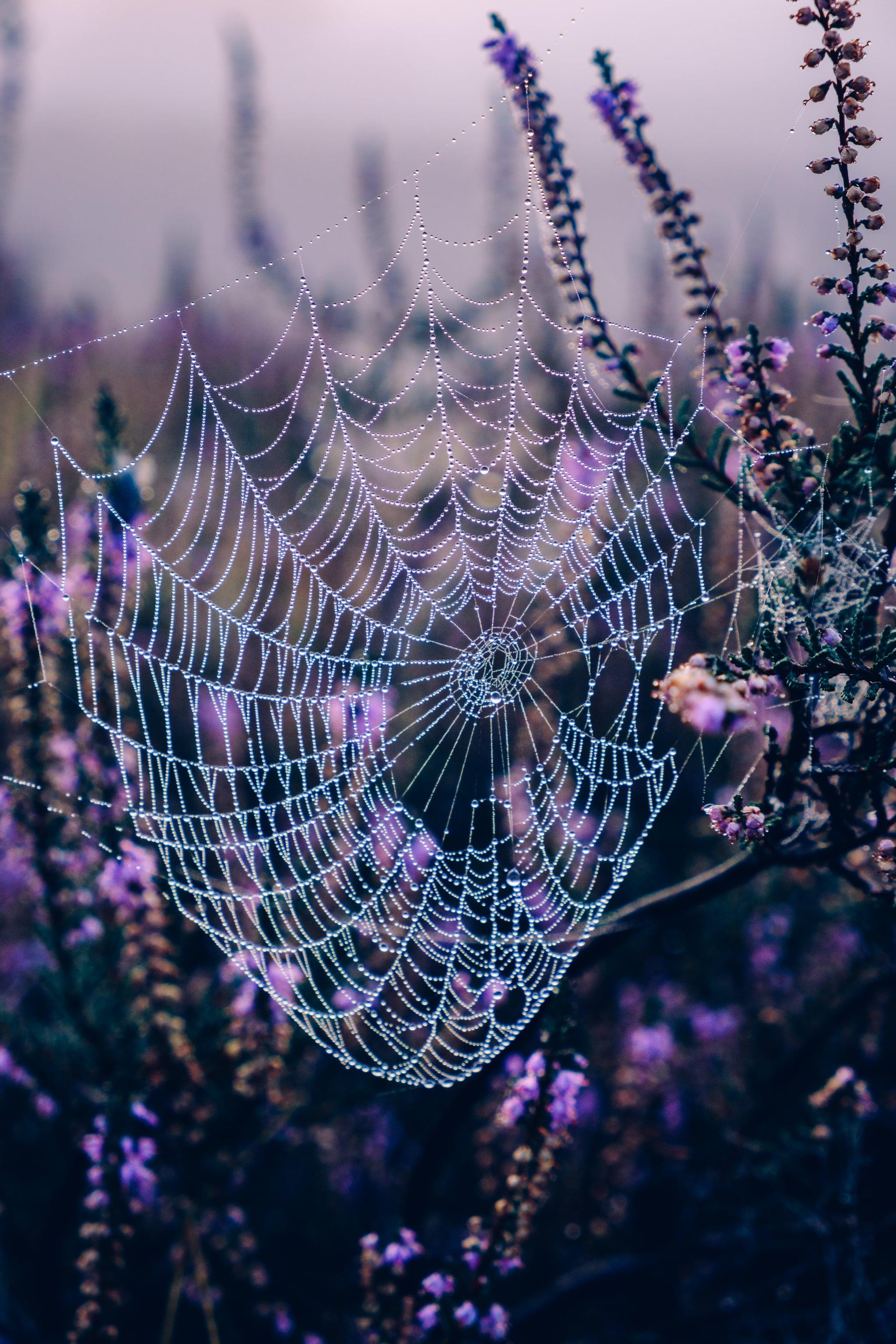 Spider Web Phone Wallpapers - Top Free Spider Web Phone Backgrounds